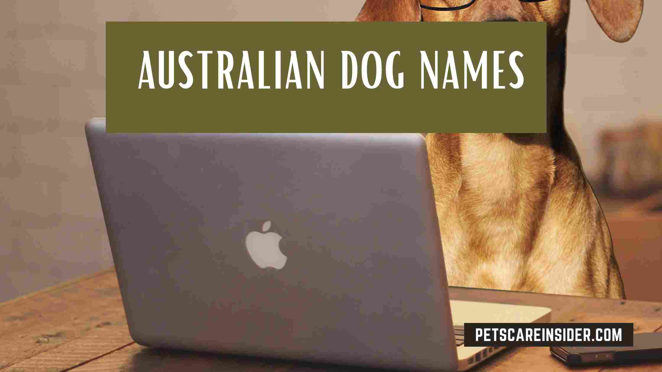 Australian Dog Names