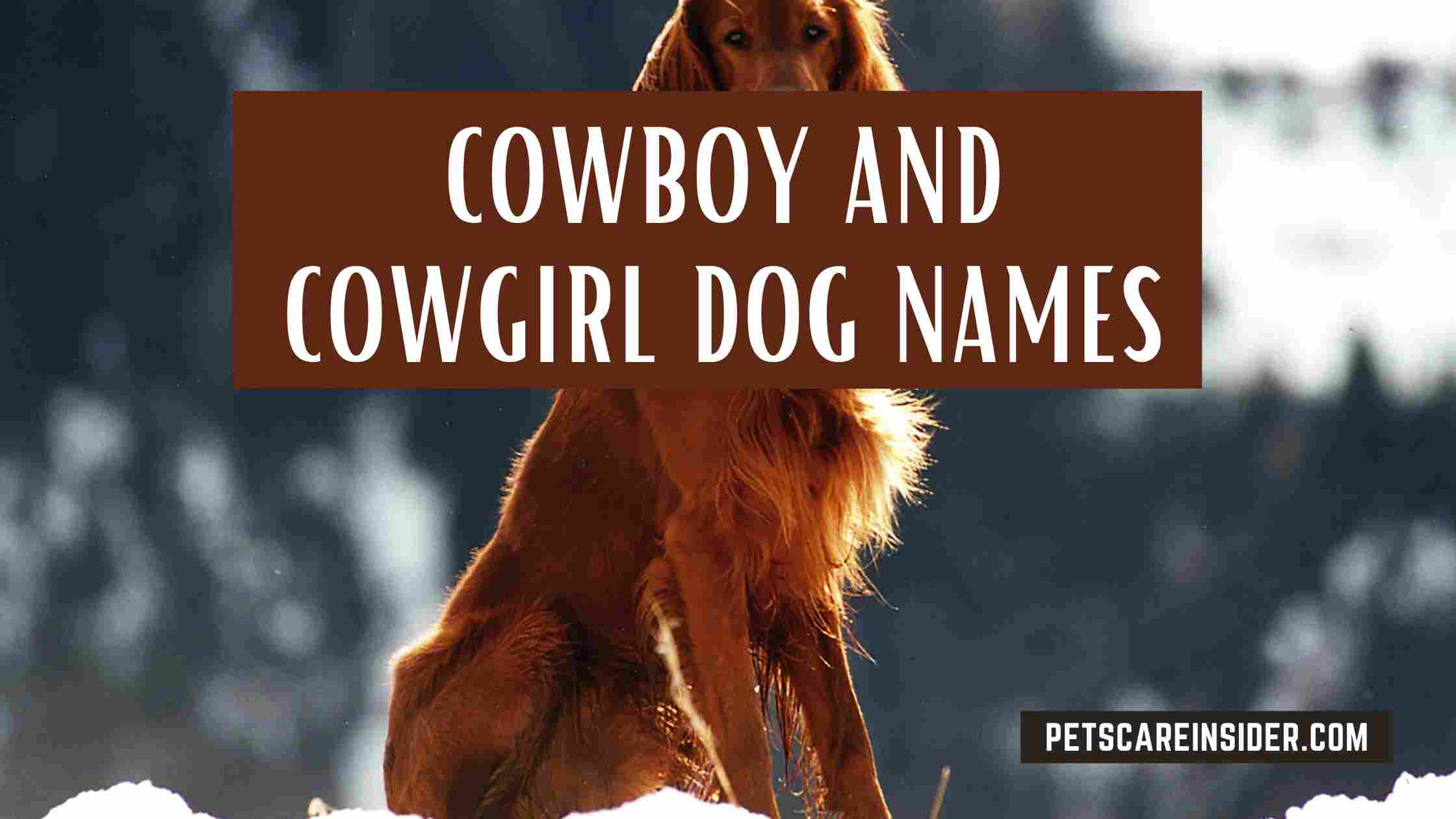 Auto And Motorcycle Dog Names