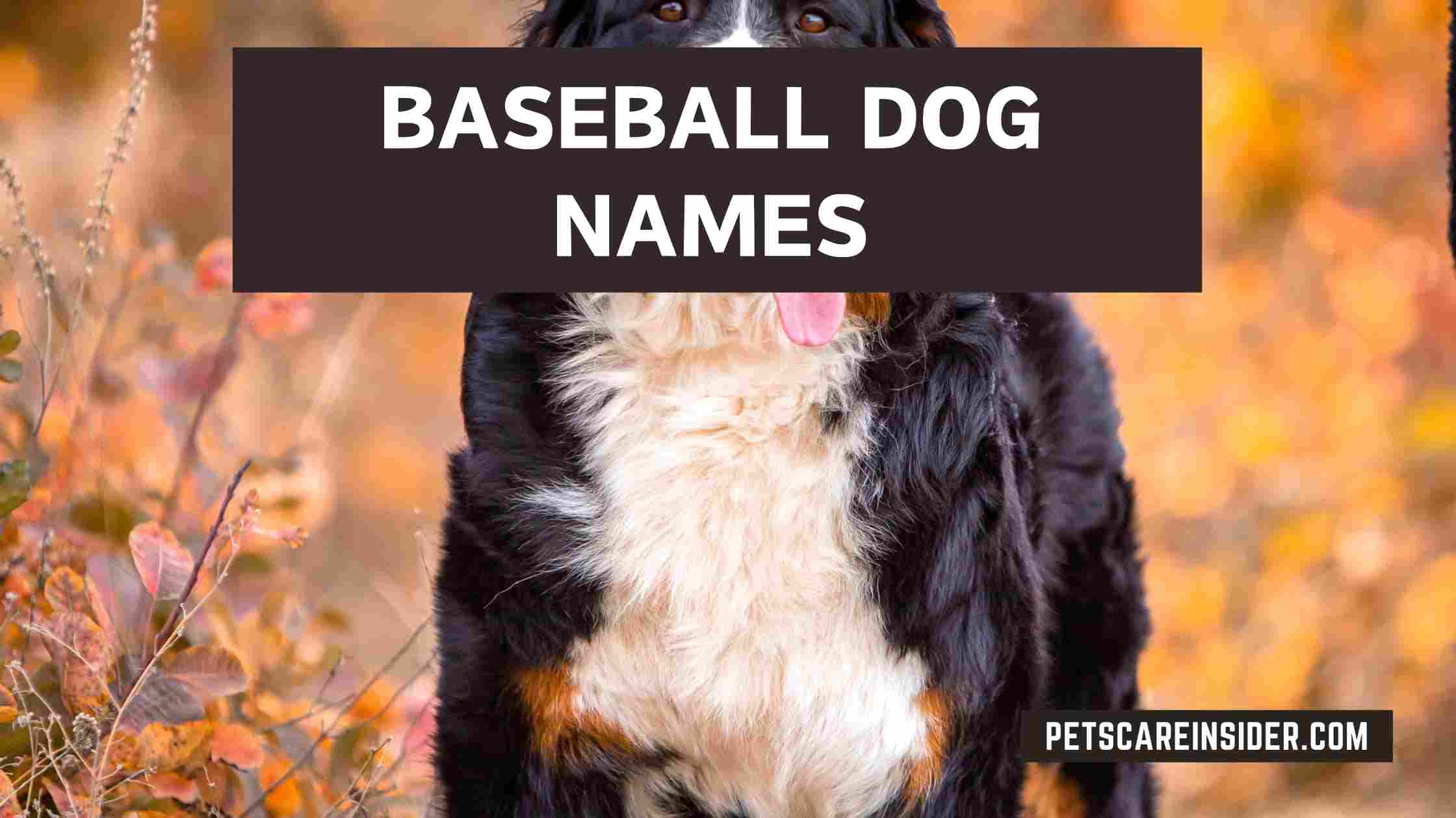 Baseball Dog Names