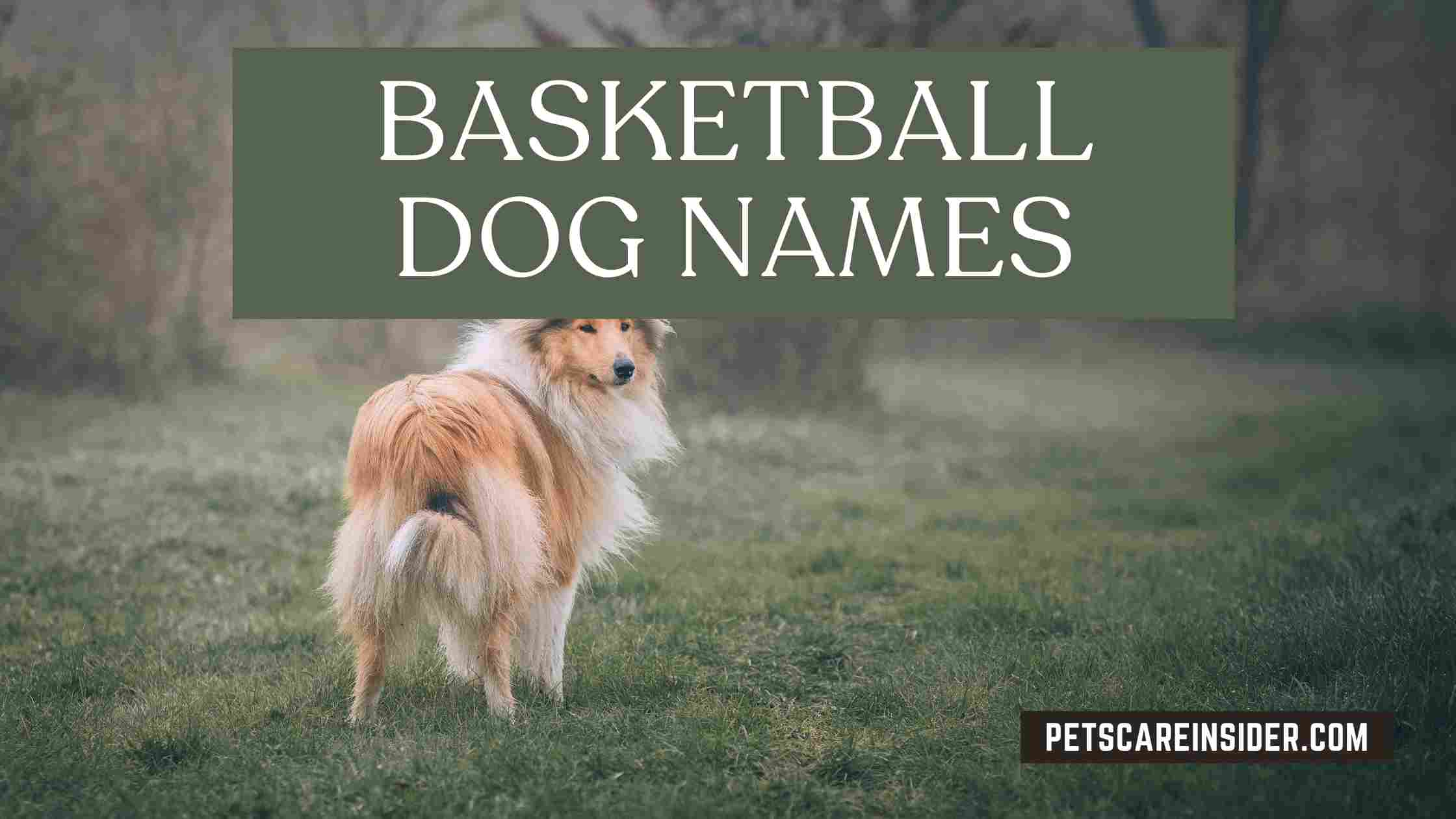 Basketball Dog Names