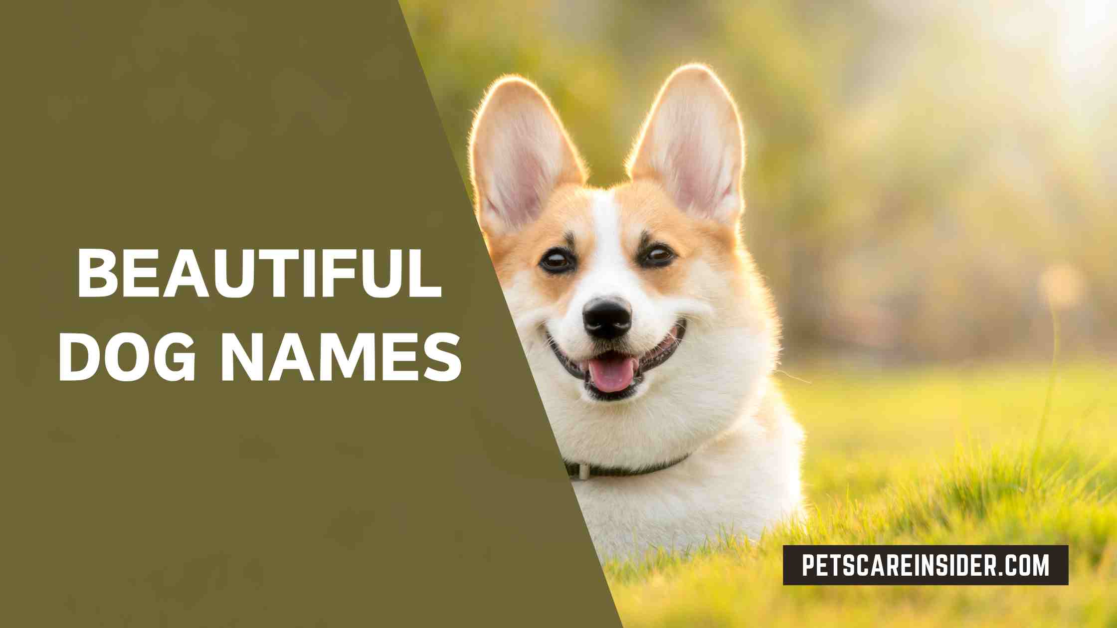 Beautiful Dog Names