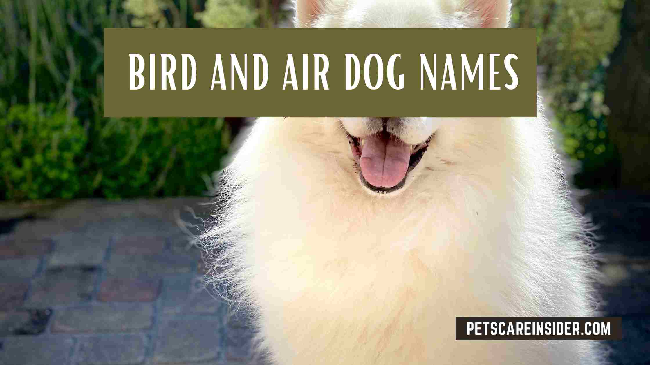 Bird And Air Dog Names