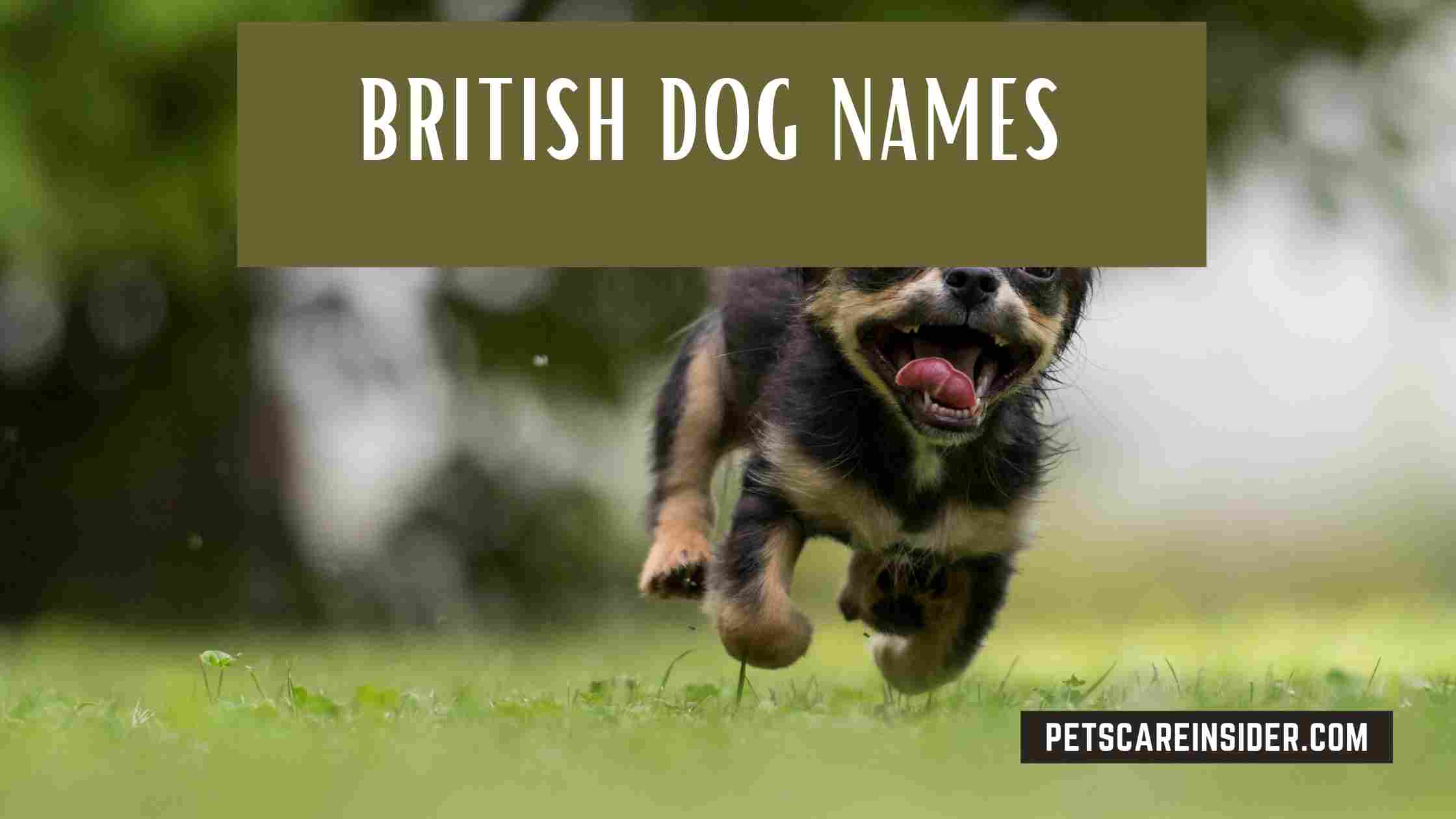 British Dog Names