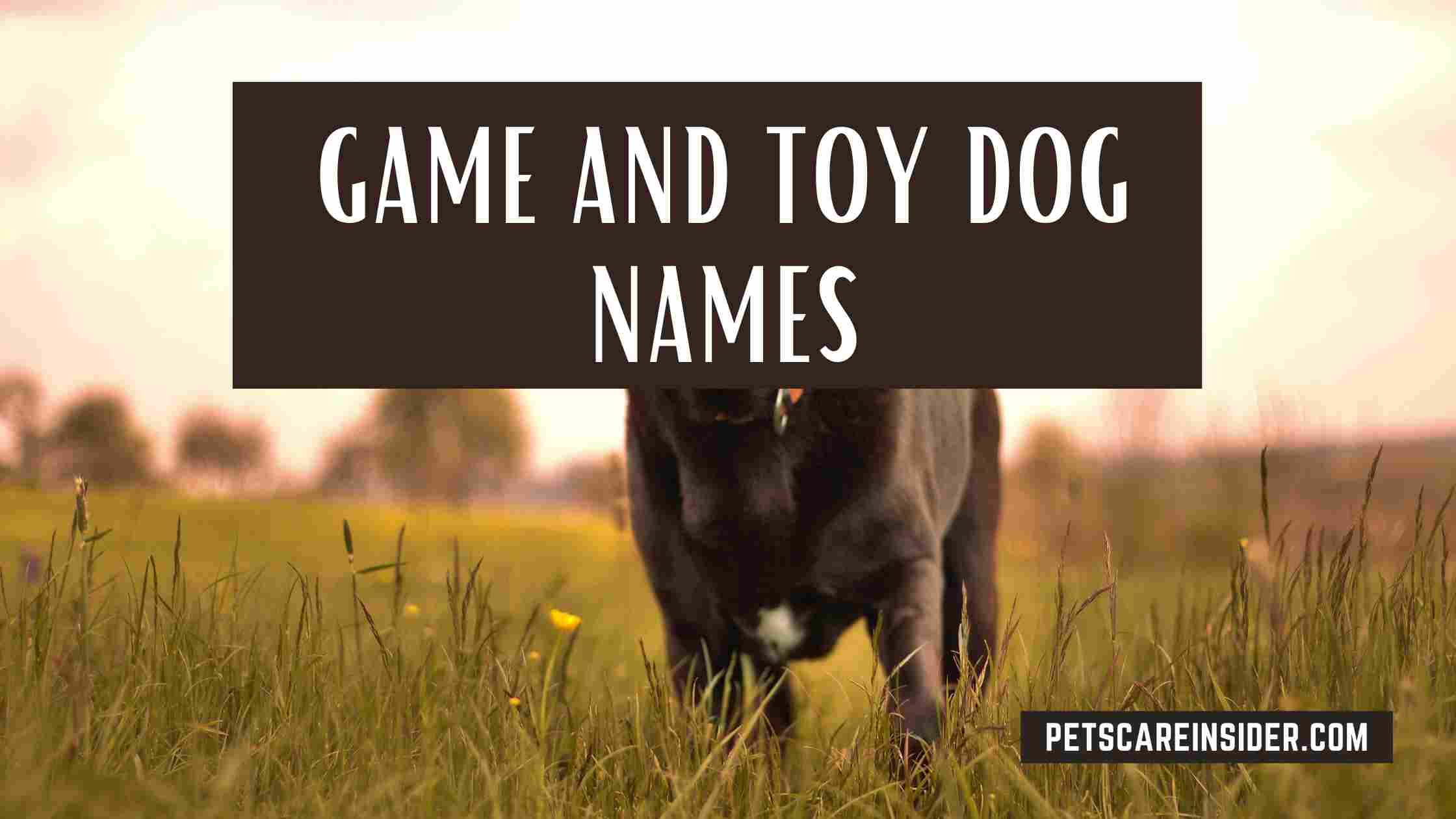 Business And Finance Dog Names