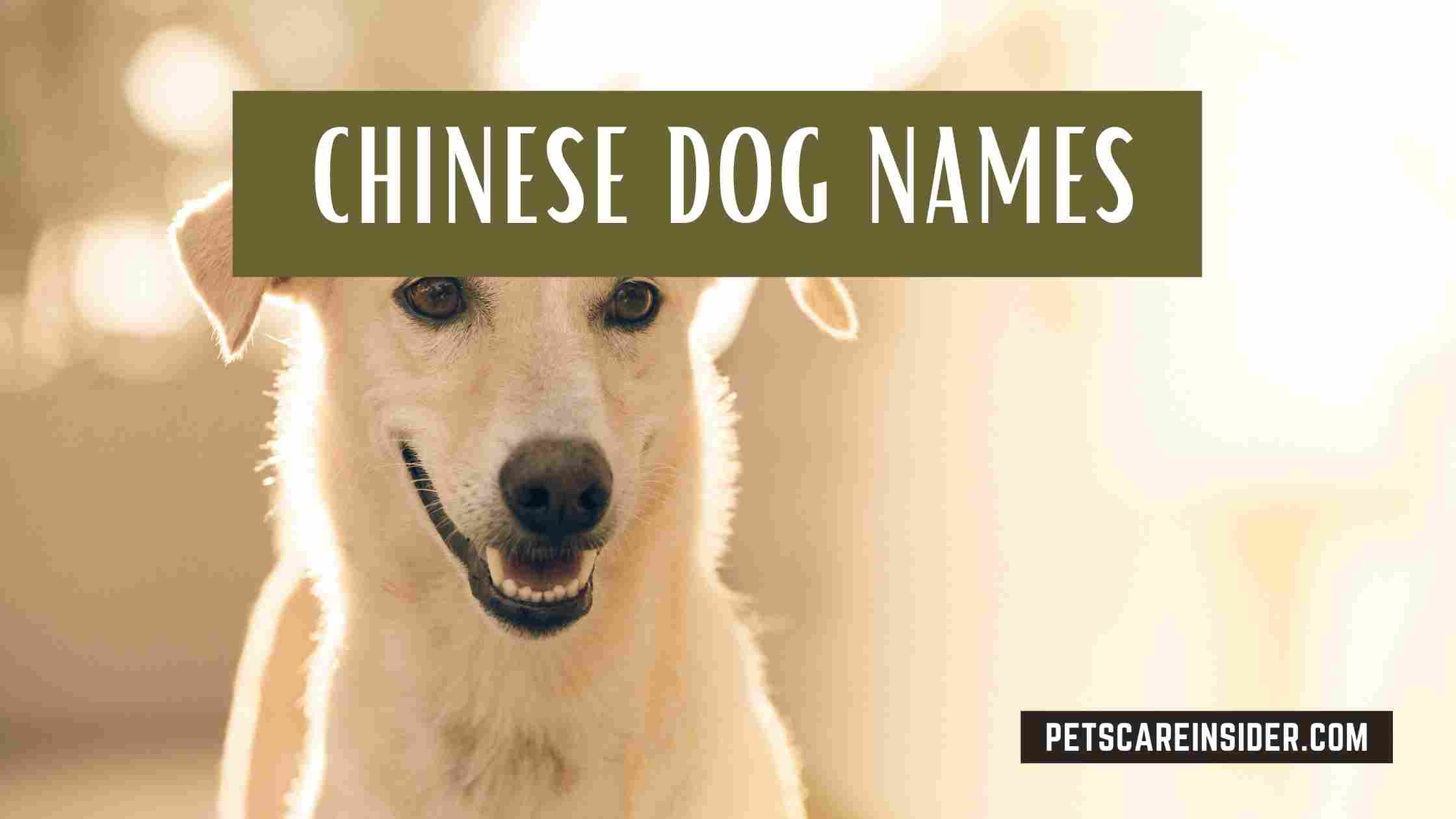 Chinese Dog Names