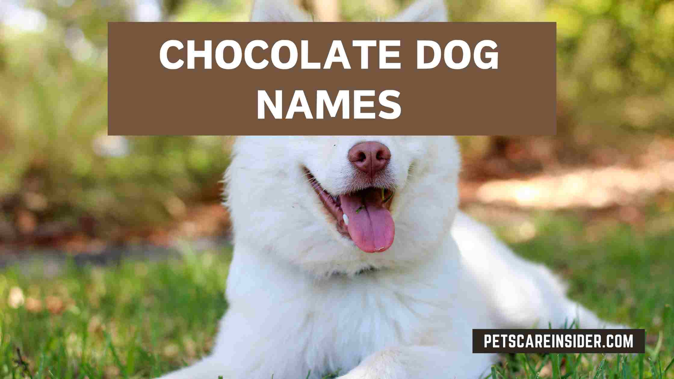 Chocolate dog sale names