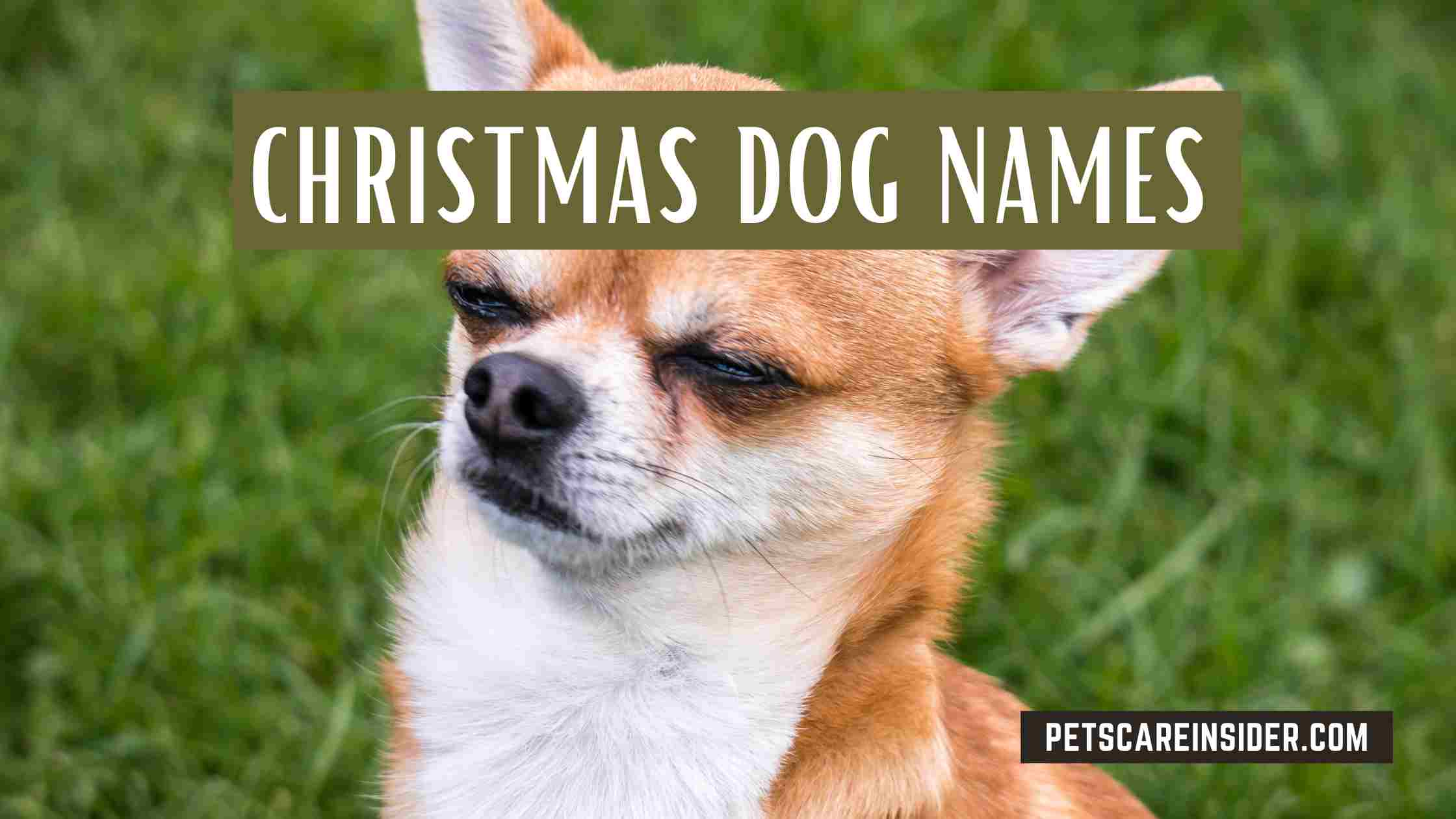 Christmas Dog Names