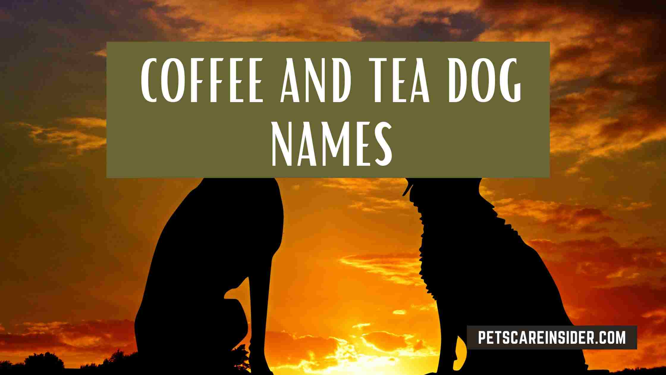 Coffee And Tea Dog Names