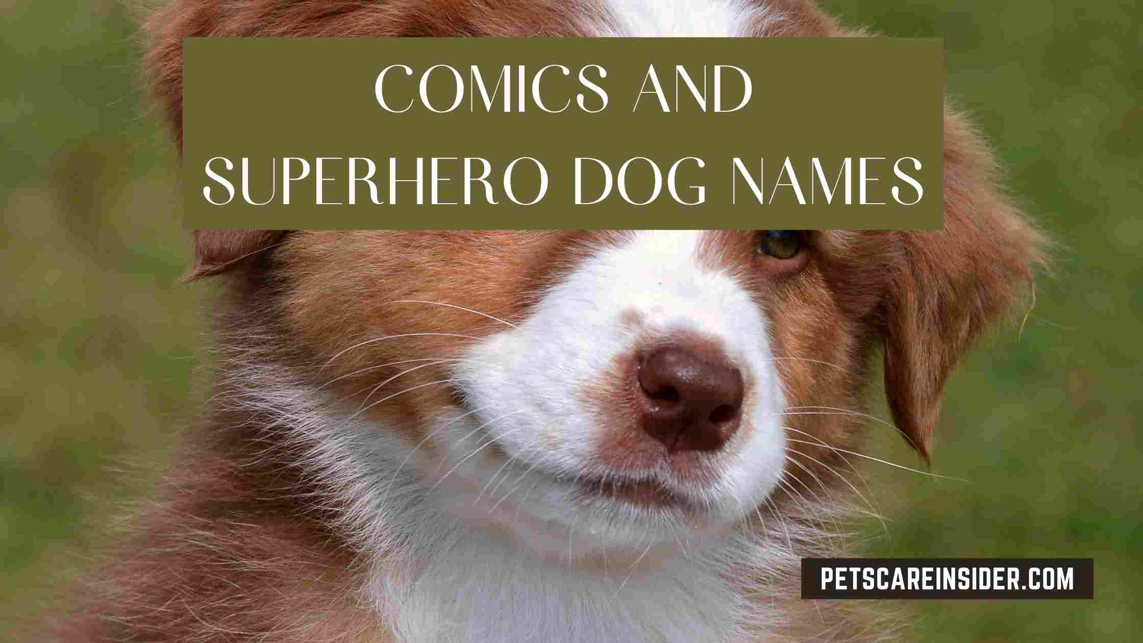 Comics And Superhero Dog Names