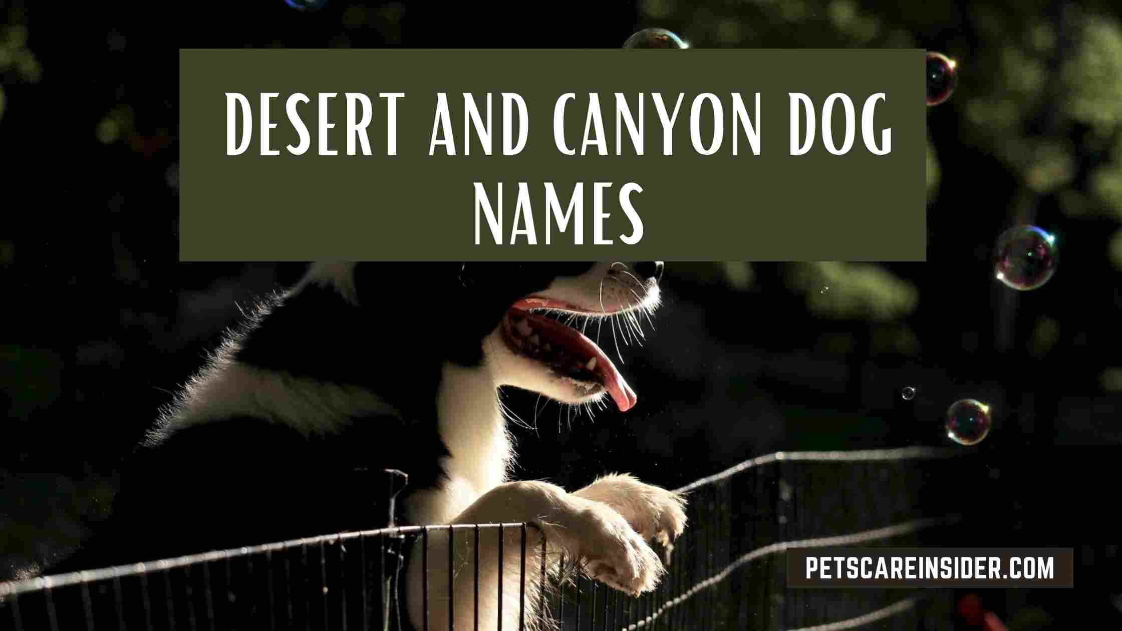 Desert And Canyon Dog Names