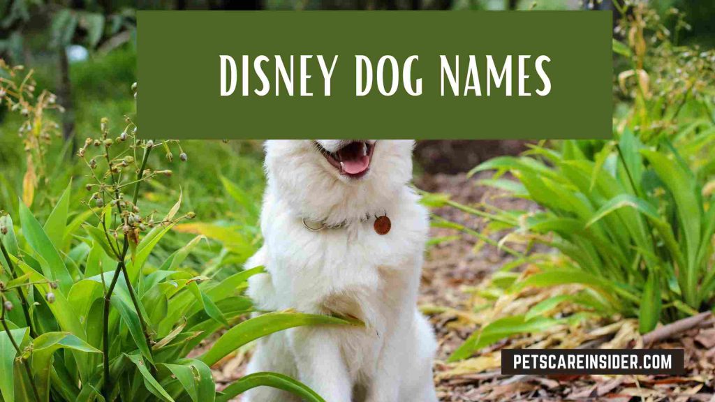 Disney Dog Names | Petscareinsider