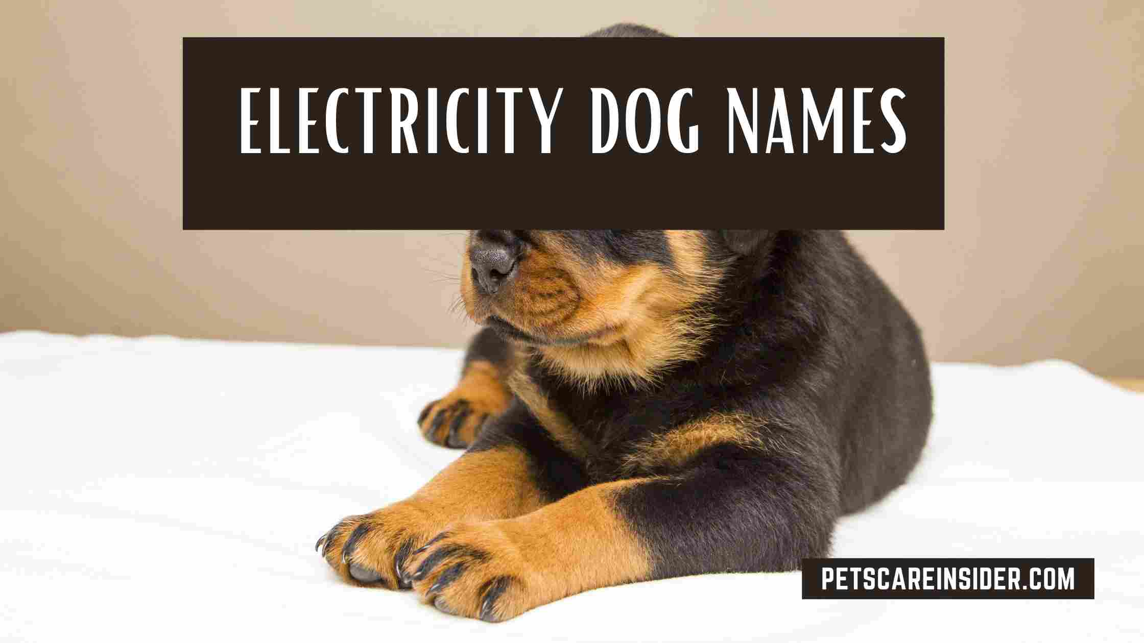 Electricity Dog Names