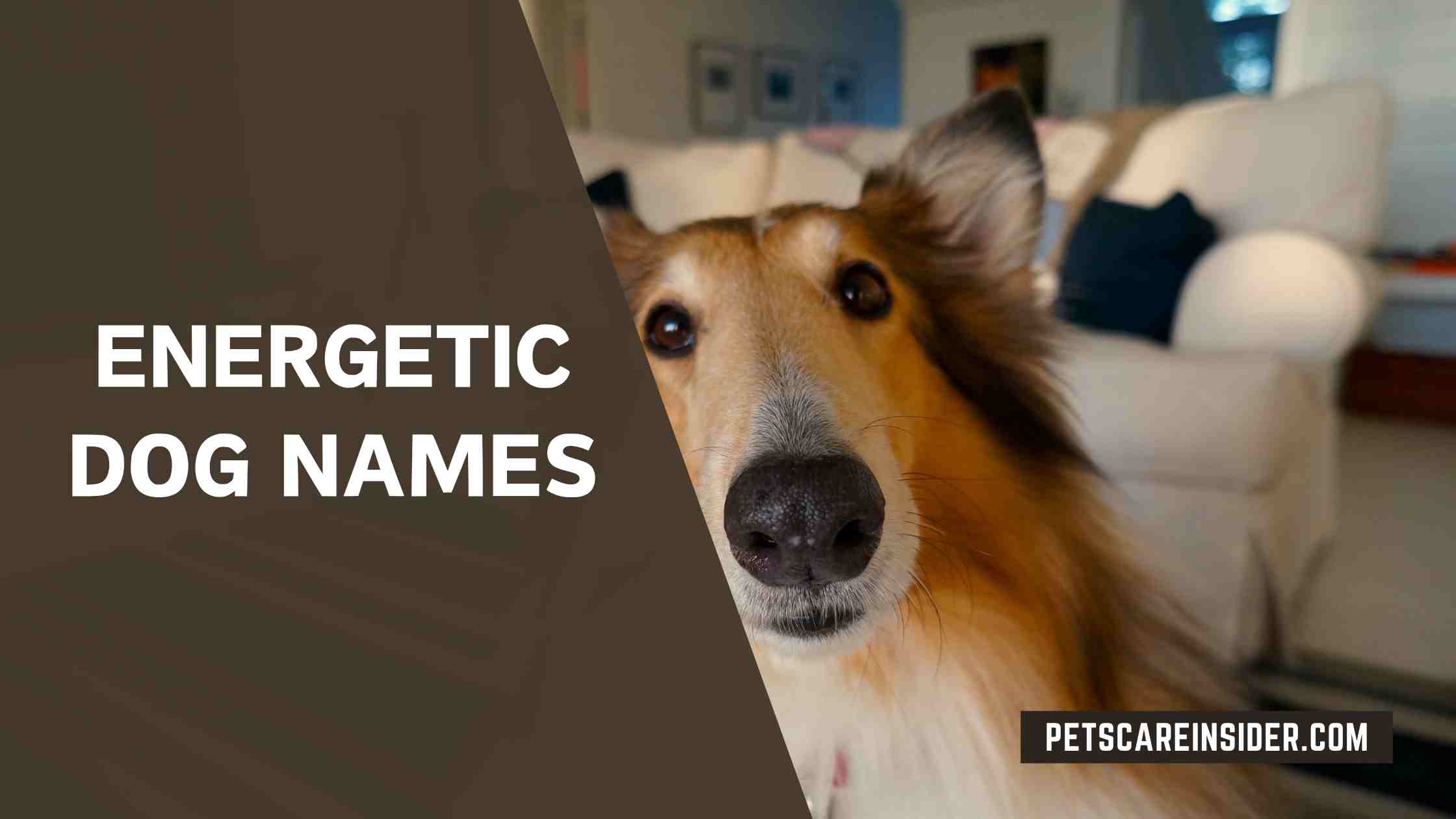 Energetic Dog Names