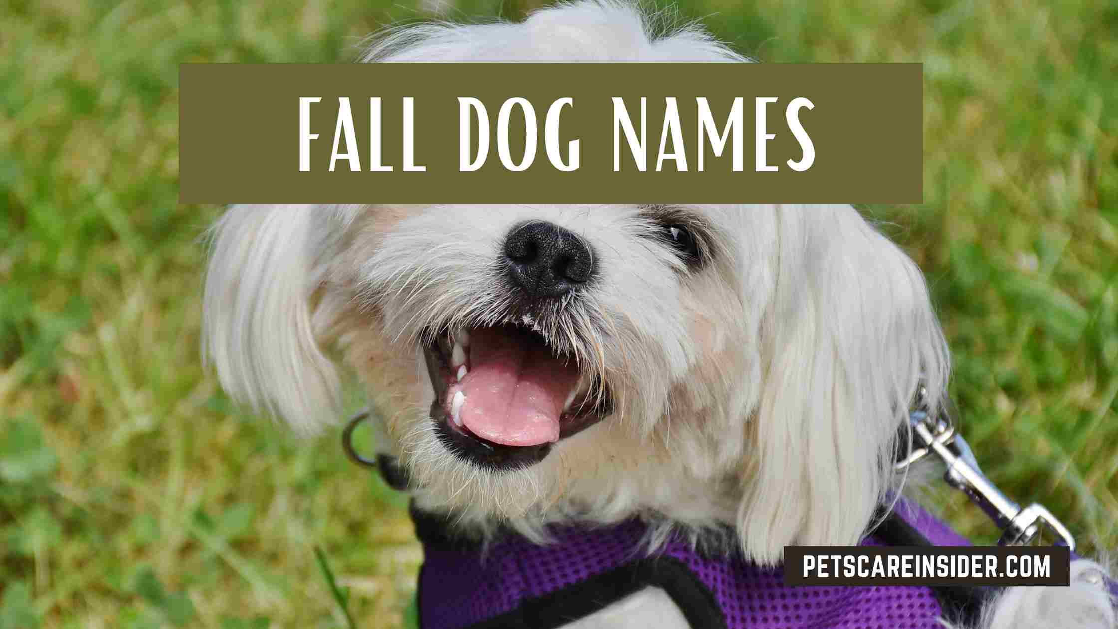 Fall Dog Names