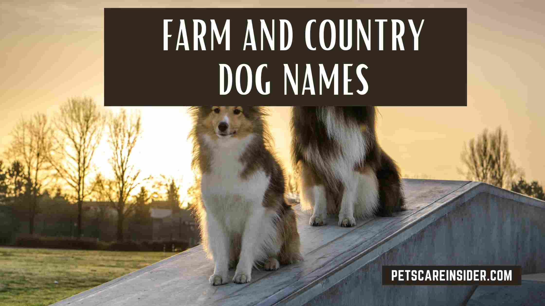 Farm And Country Dog Names