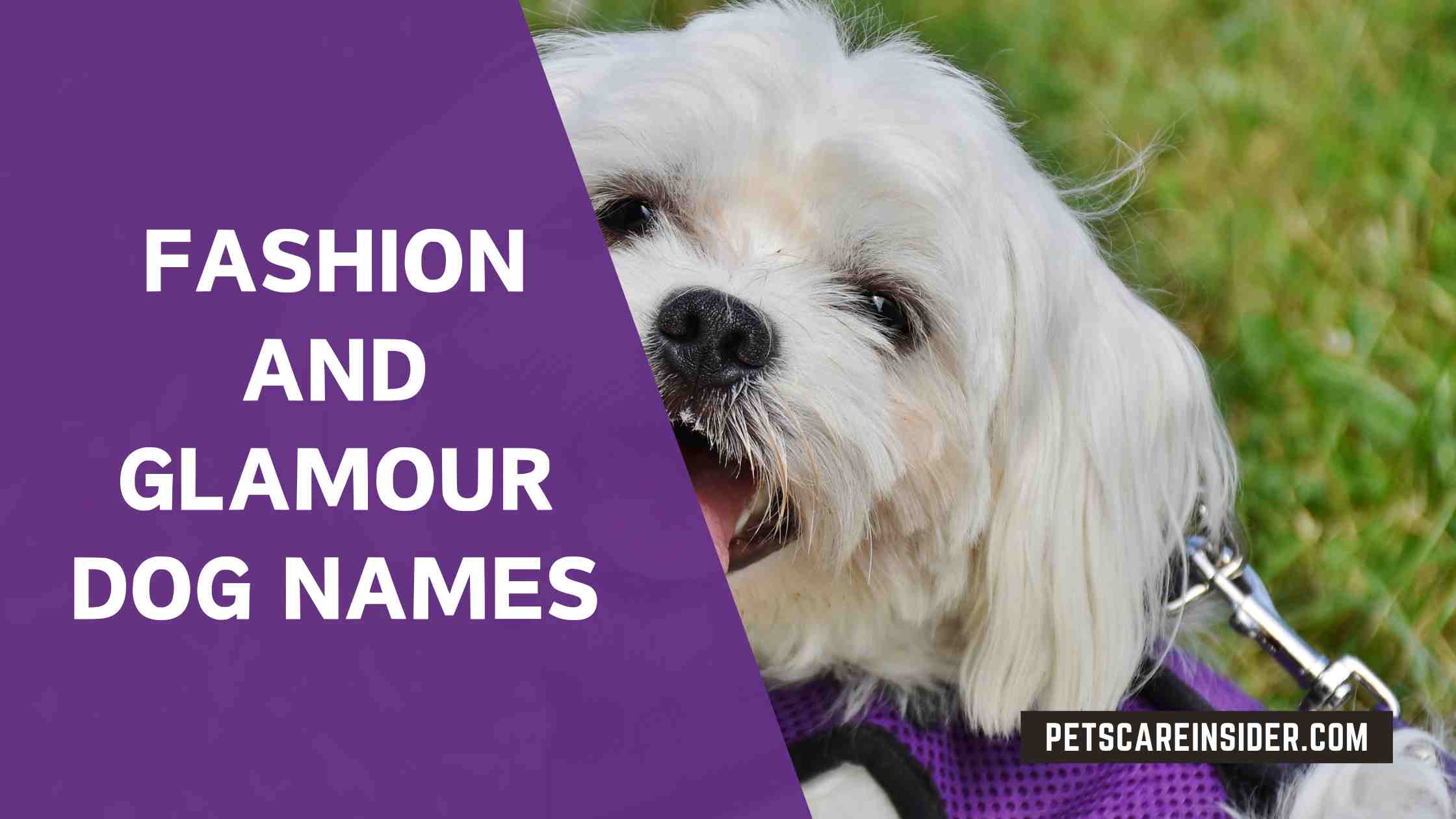 Fashion And Glamour Dog Names