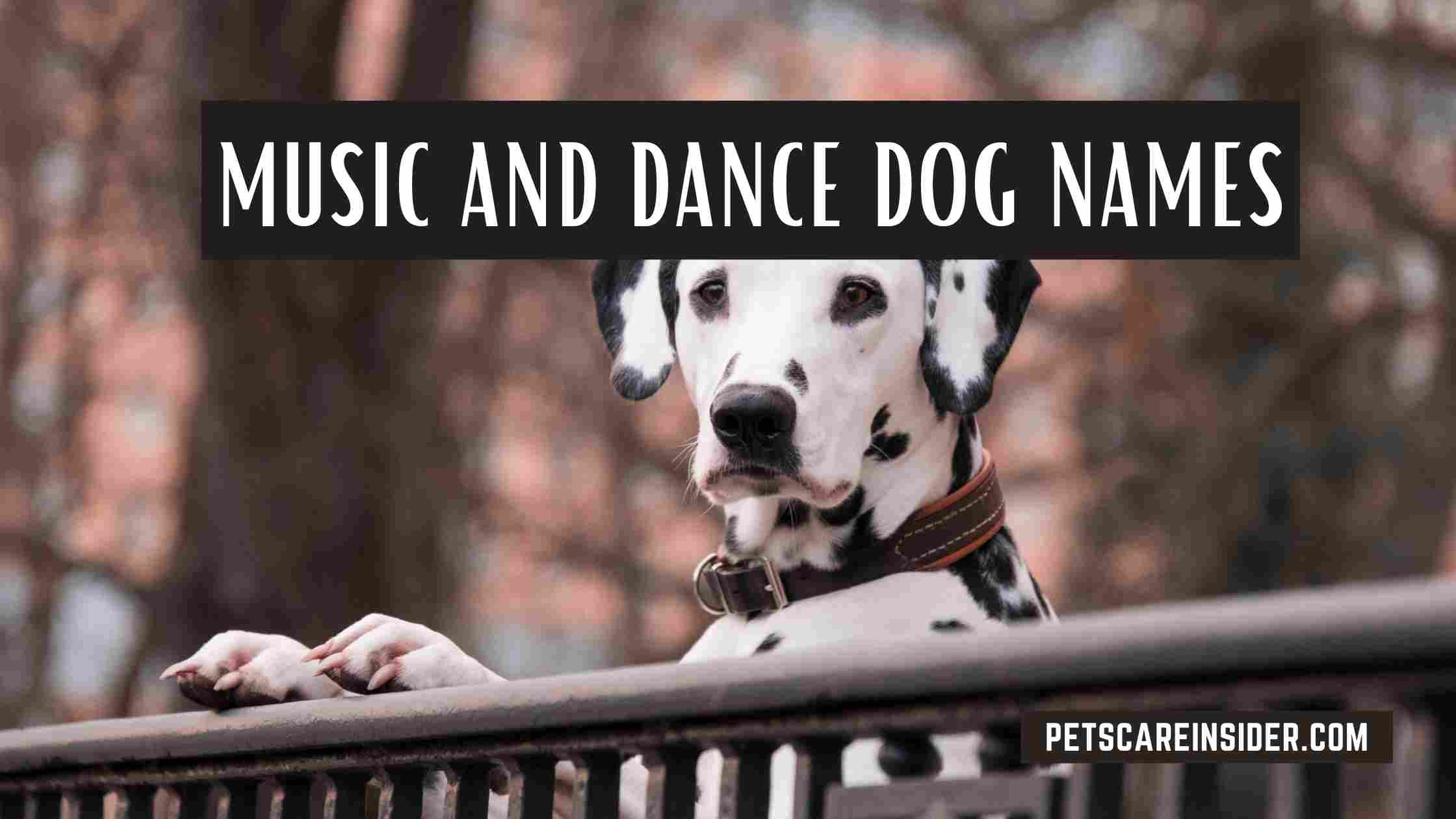 Film, Tv, And Theatre Dog Names