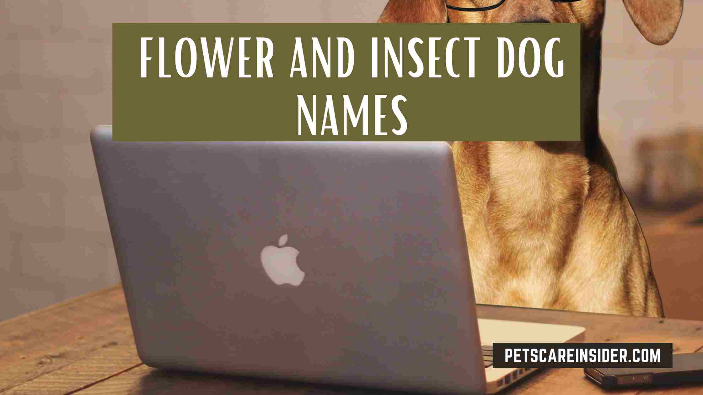 Flower And Insect Dog Names