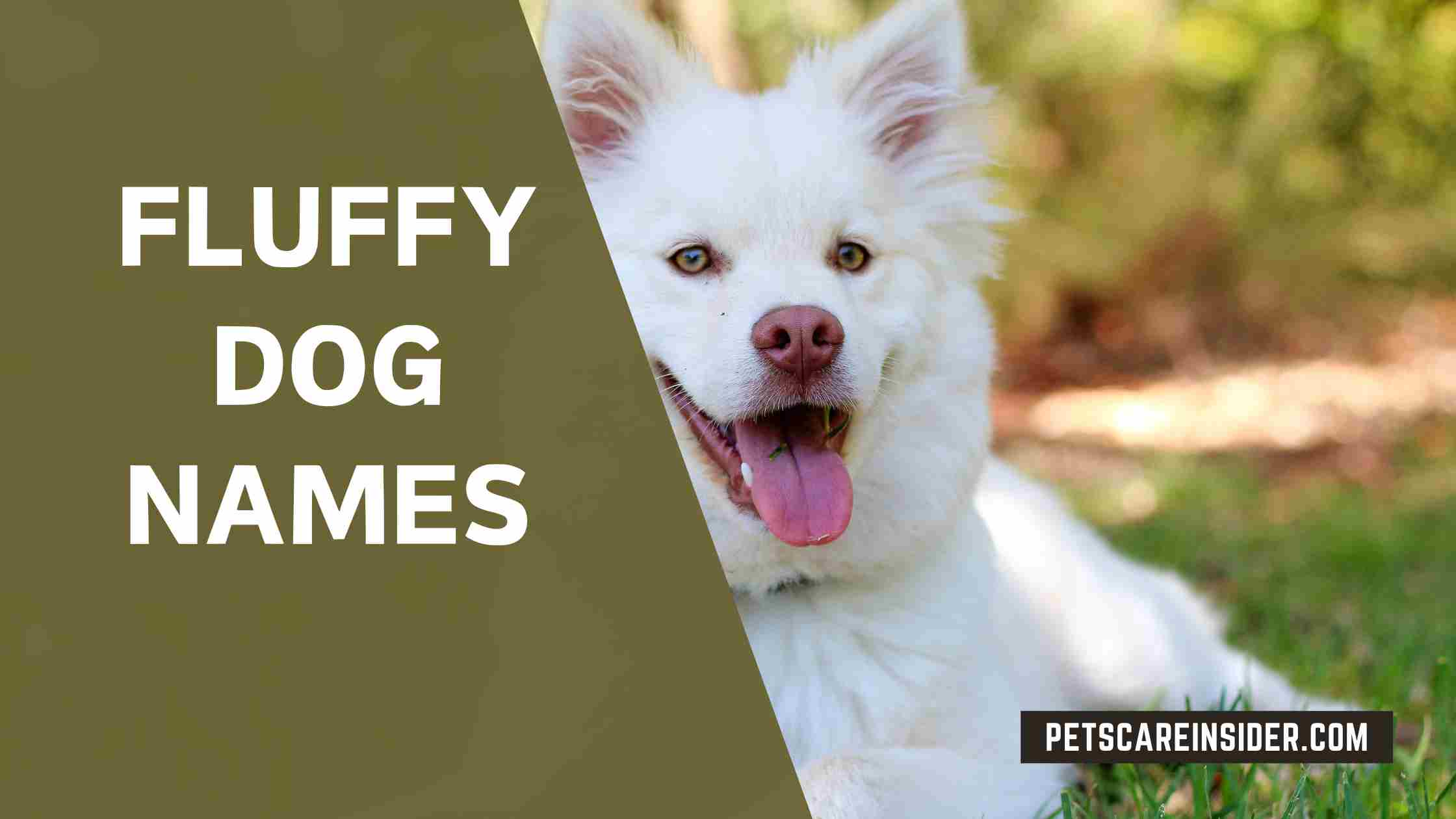 Fluffy Dog Names