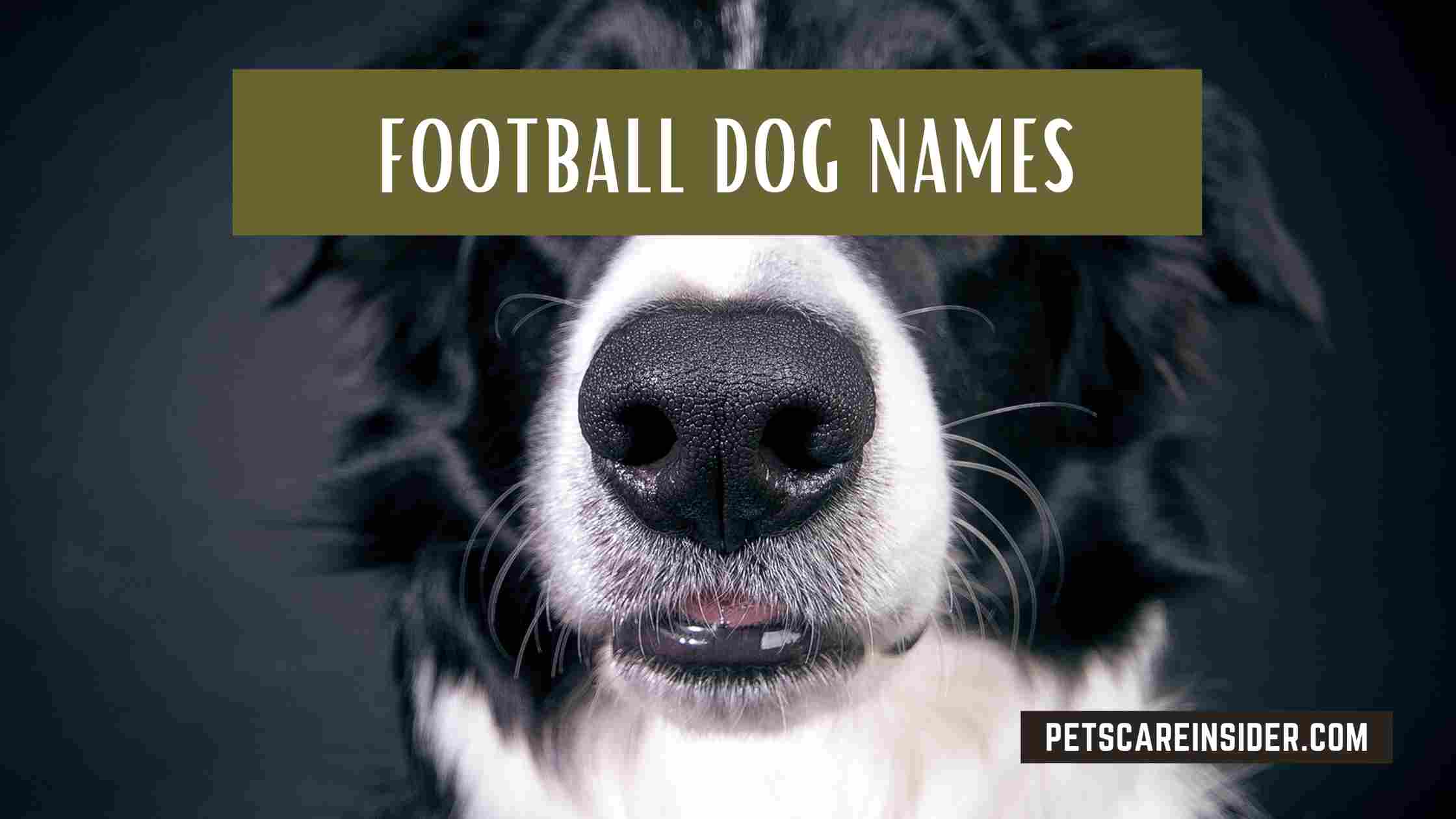 Football Dog Names