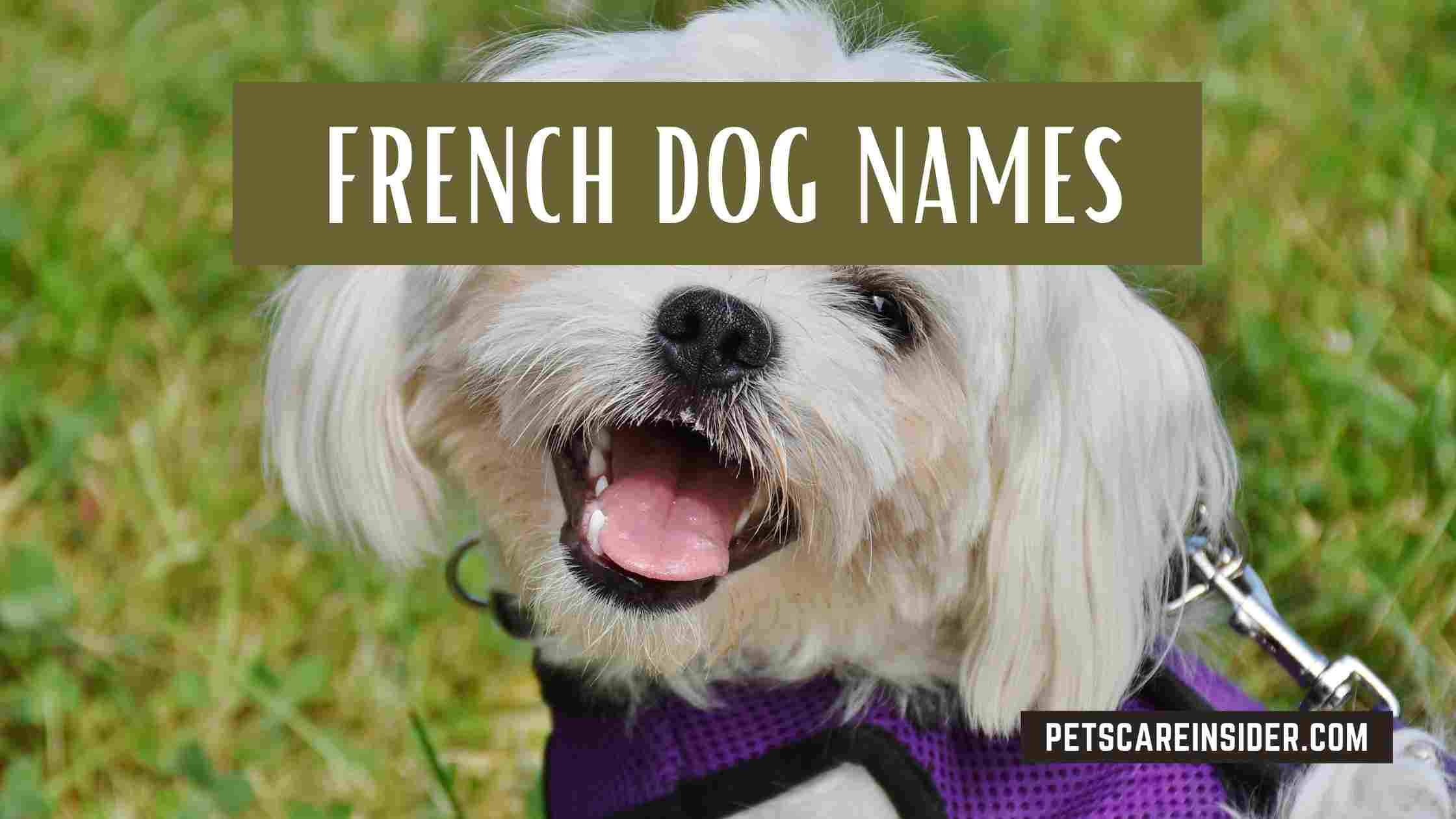 French Dog Names