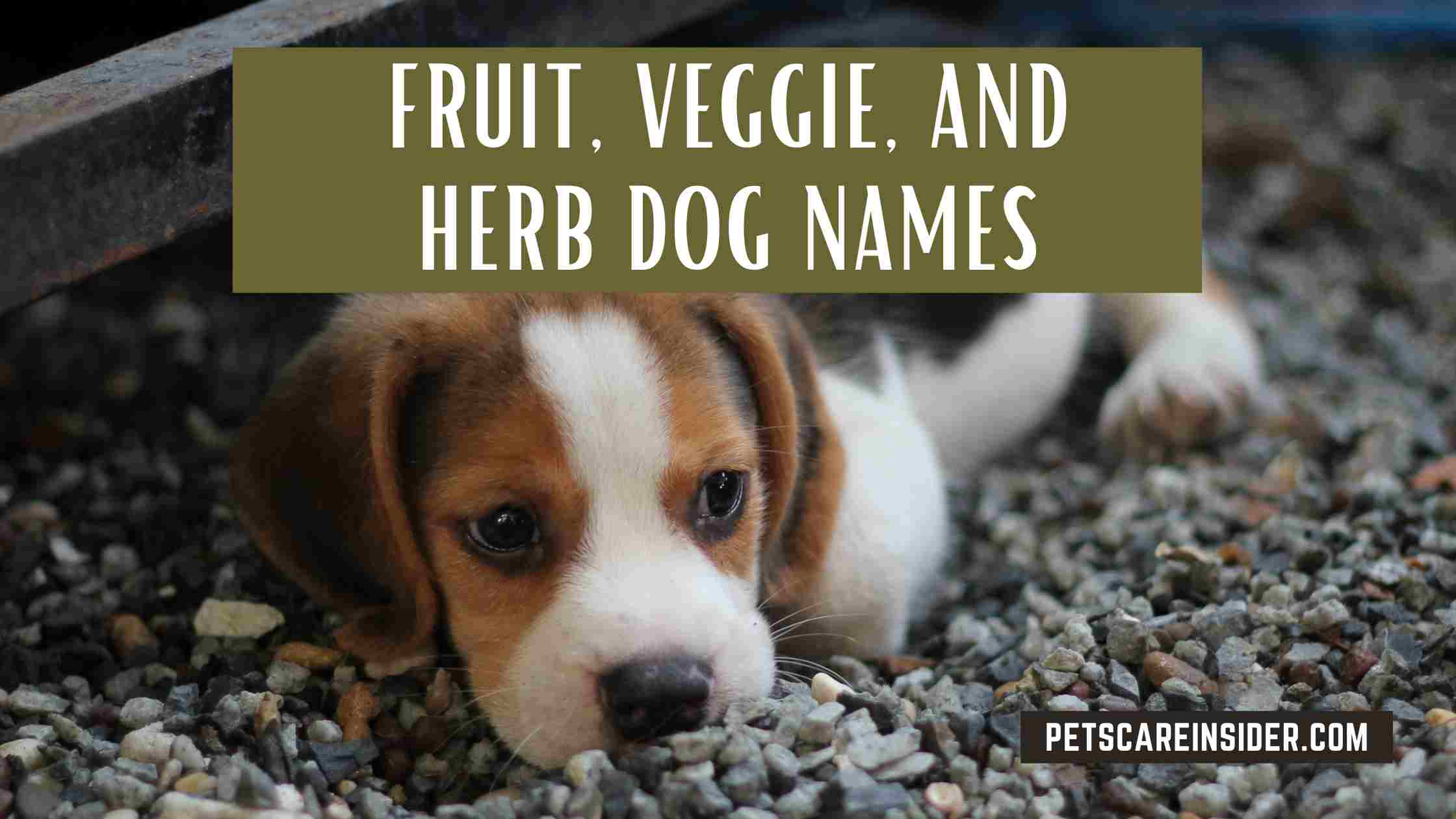 Fruit, Veggie, And Herb Dog Names