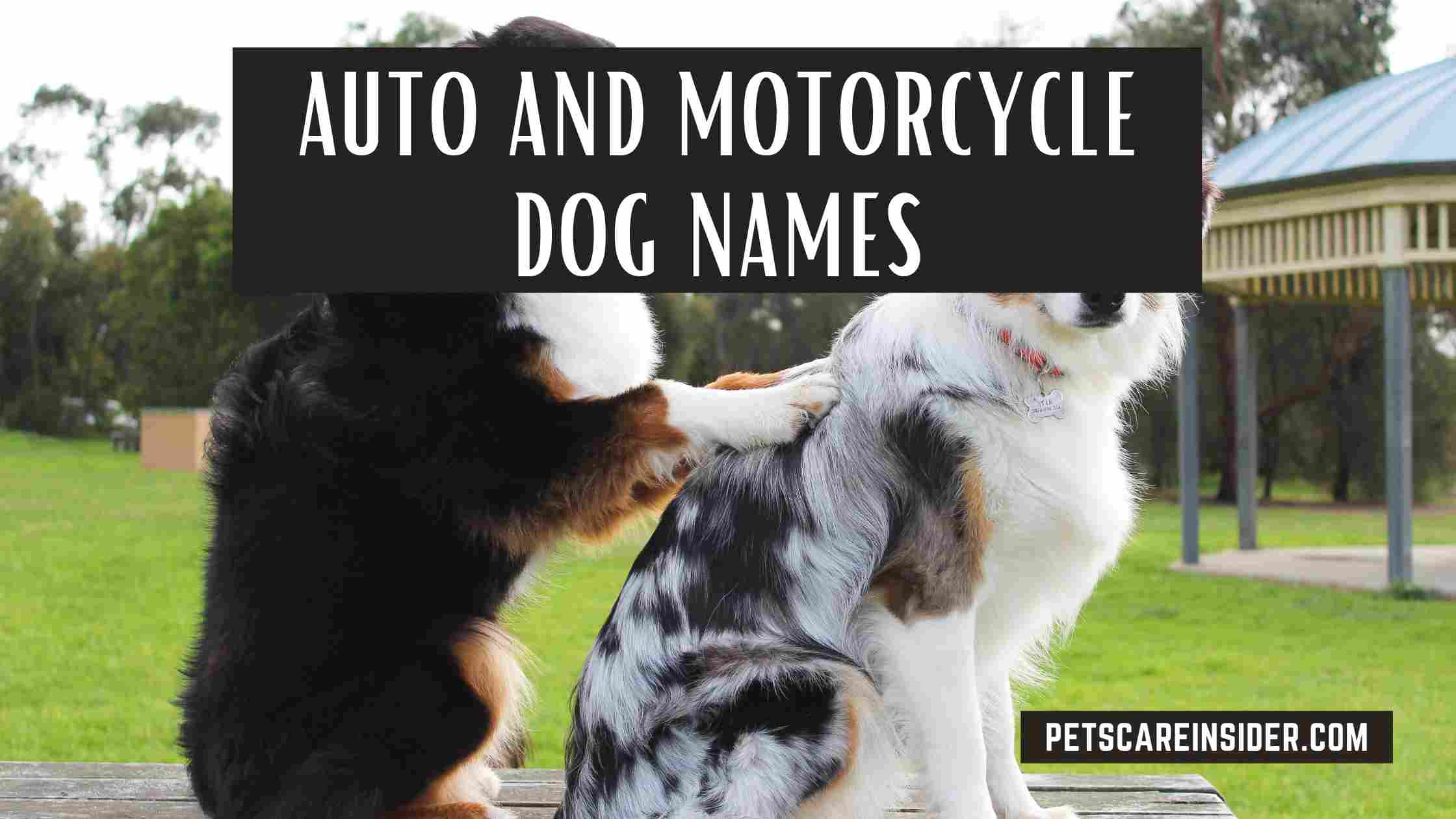 Game And Toy Dog Names