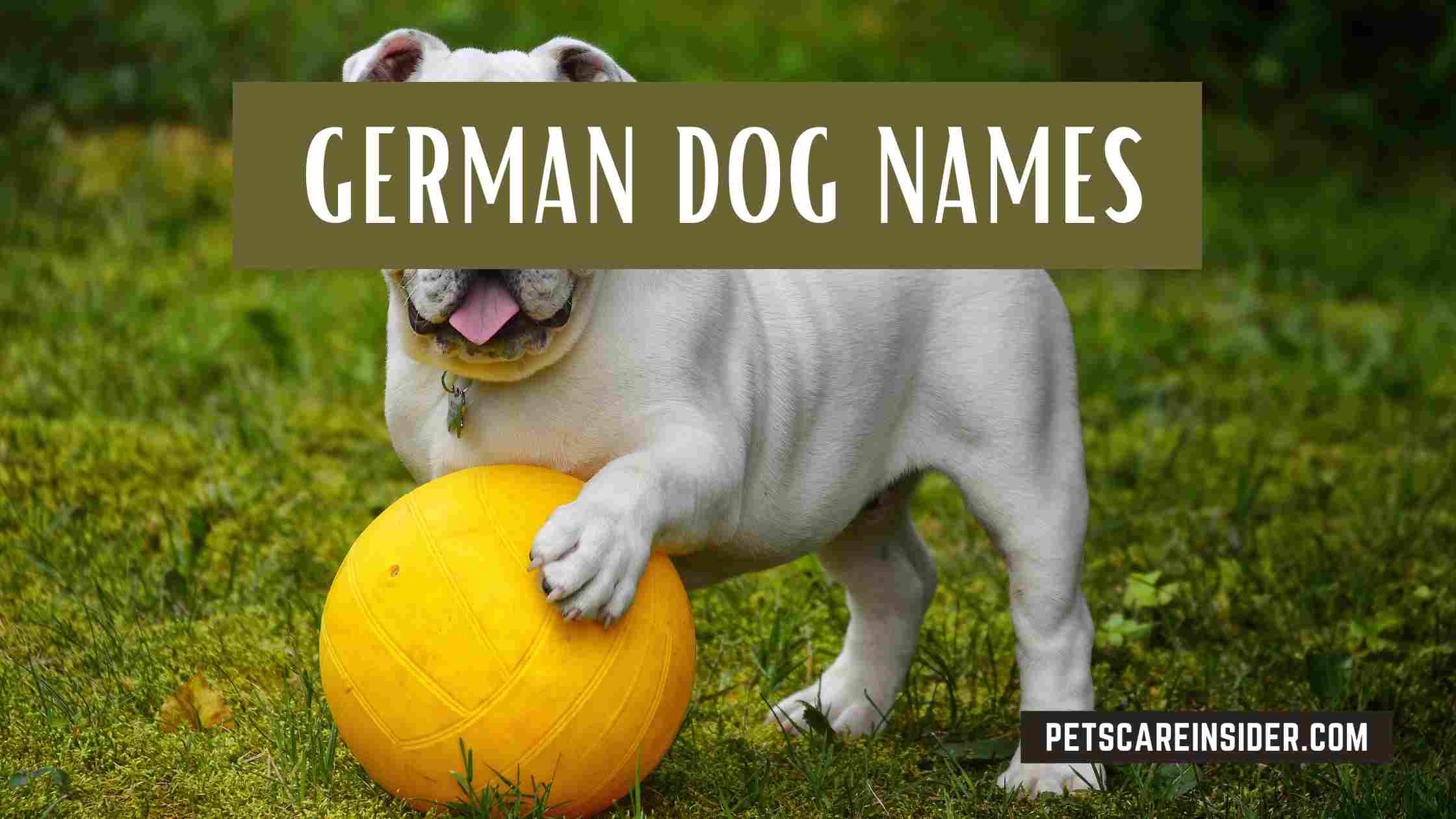 German Dog Names