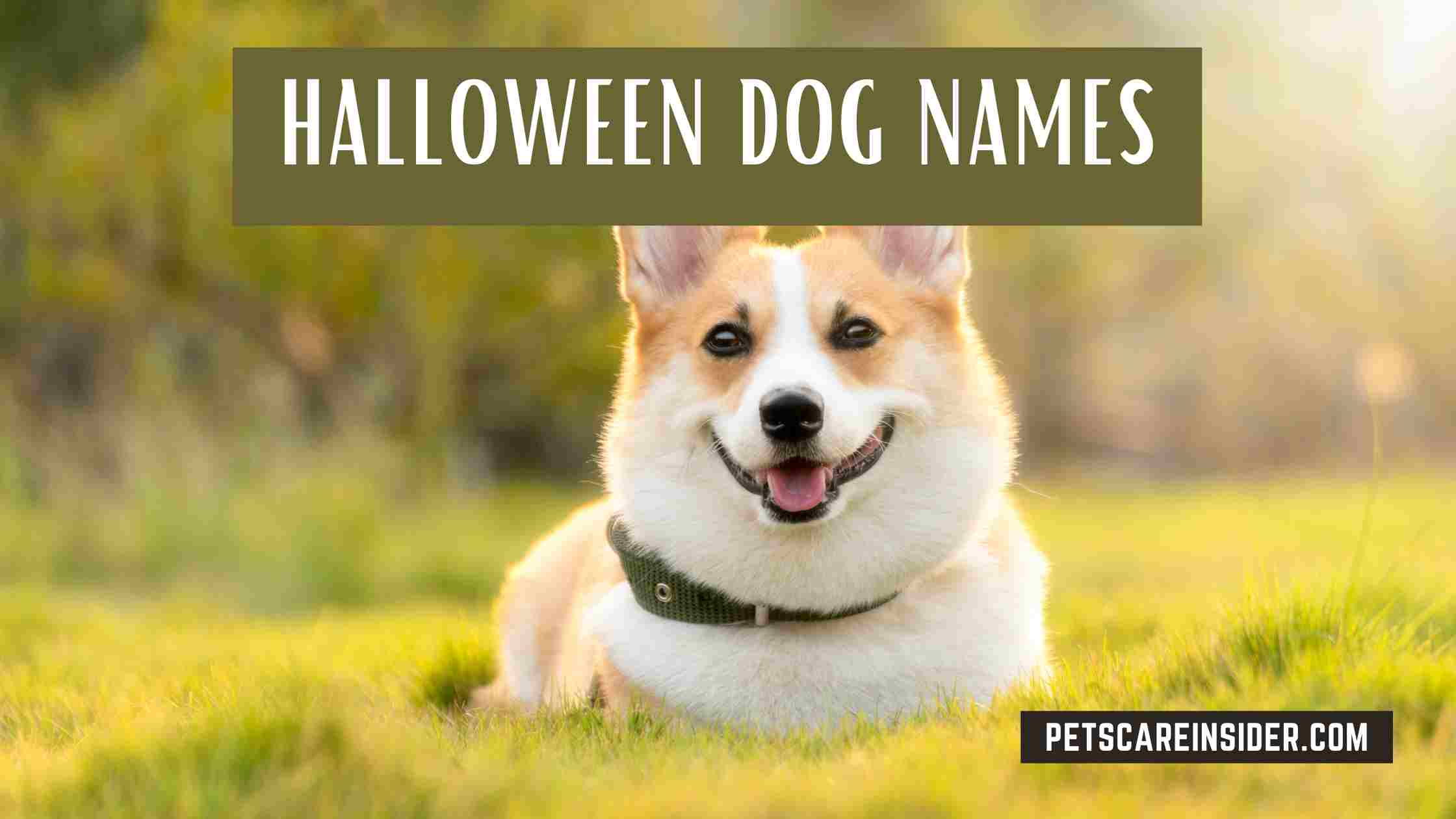 Halloween Dog Names