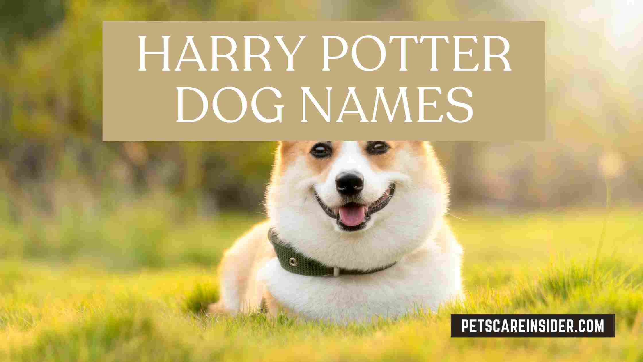 Harry Potter Dog Names