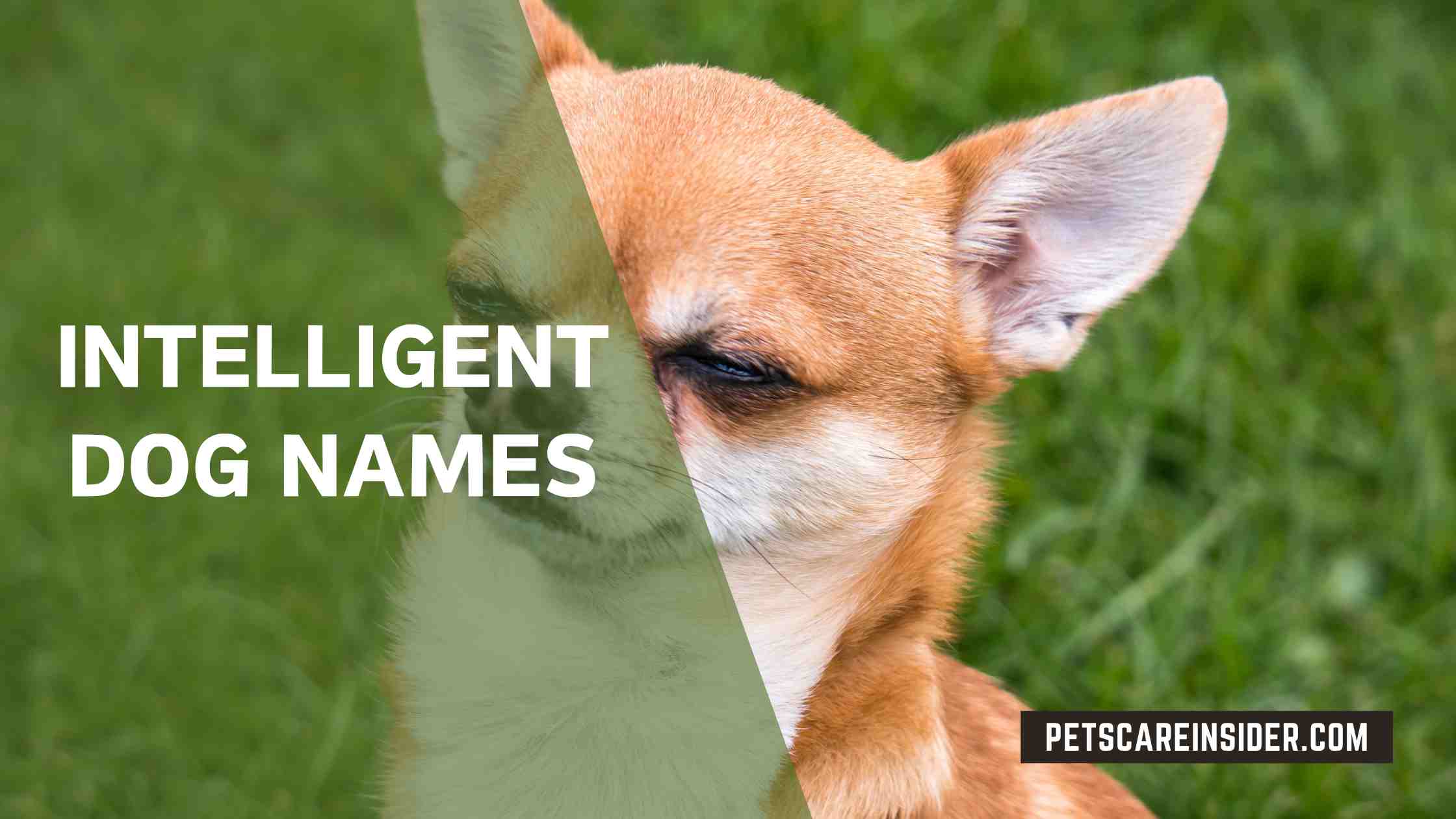 Intelligent Dog Names