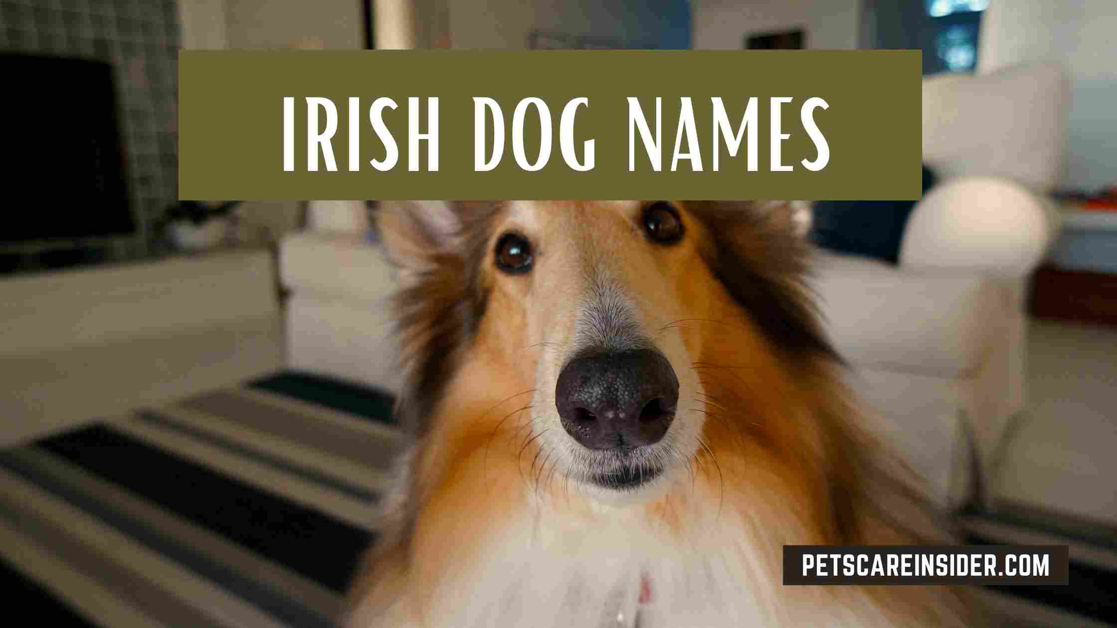 Irish Dog Names