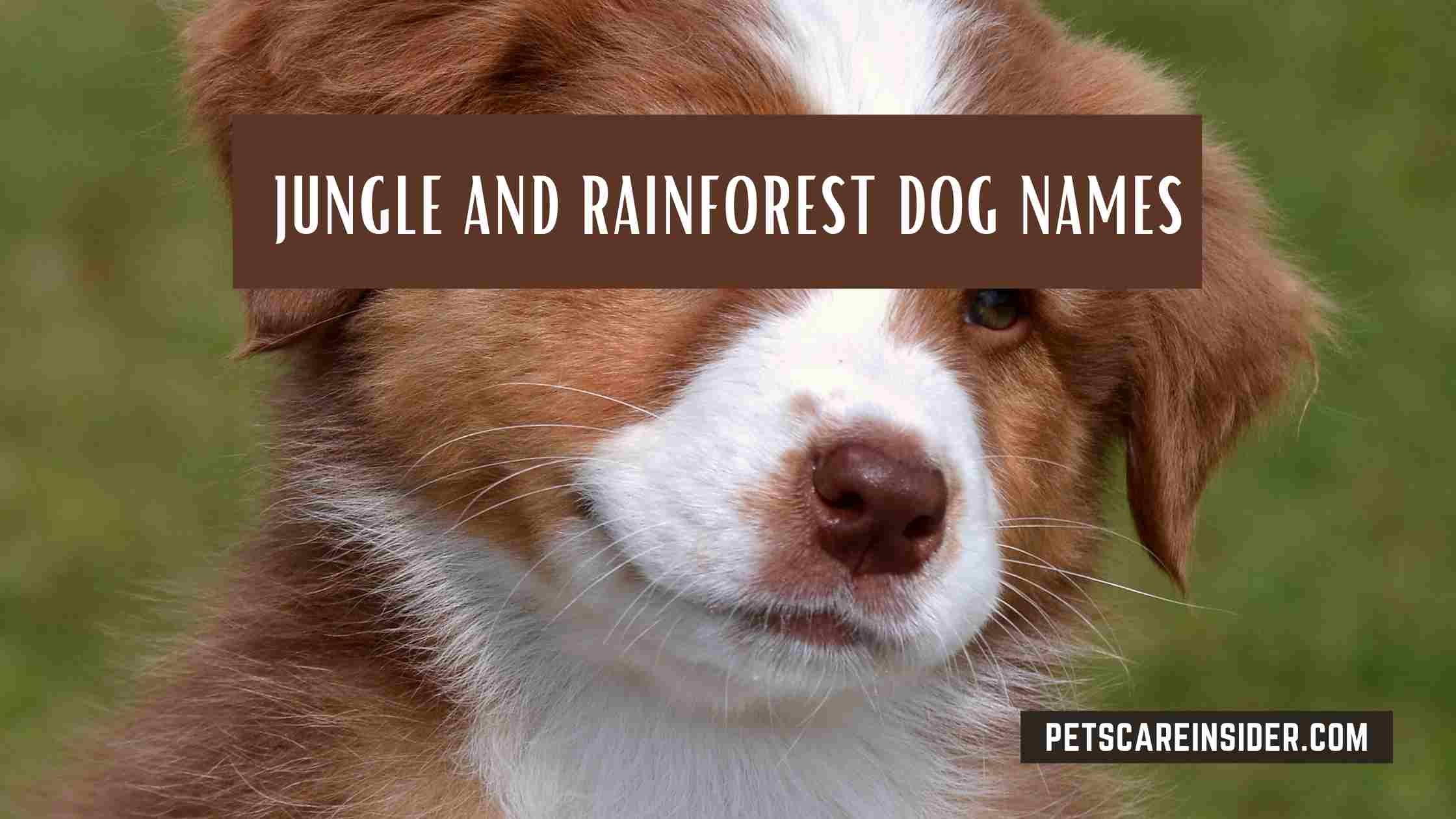 Jungle And Rainforest Dog Names