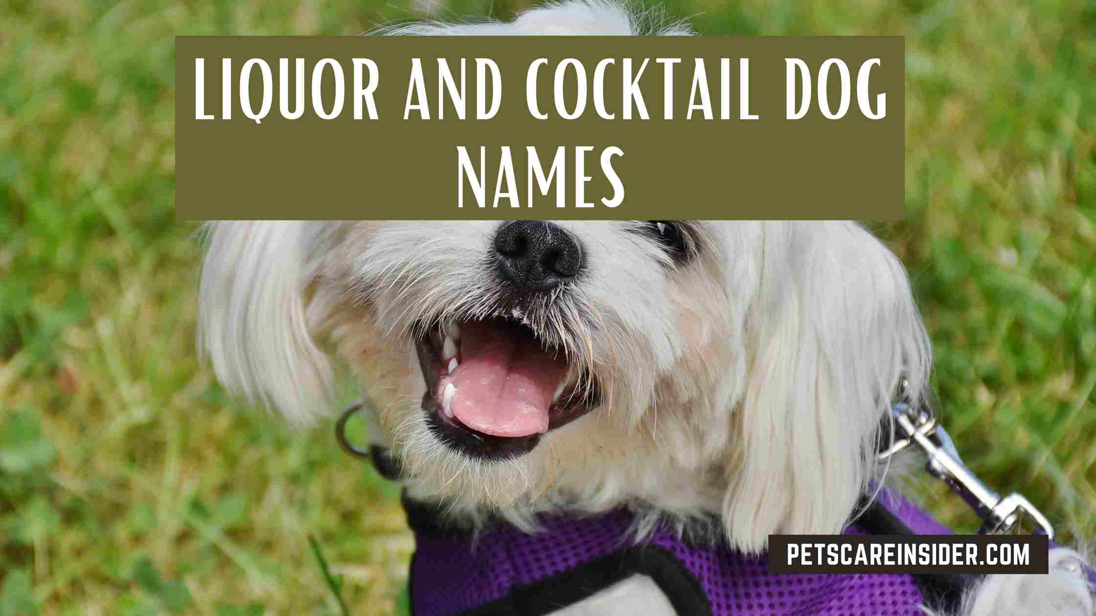 Liquor And Cocktail Dog Names