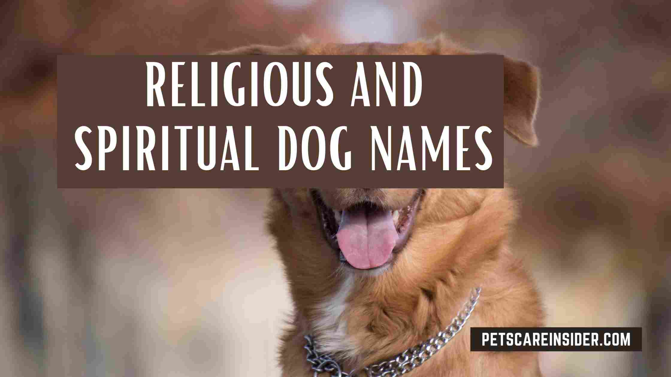 Magic And Mystery Dog Names