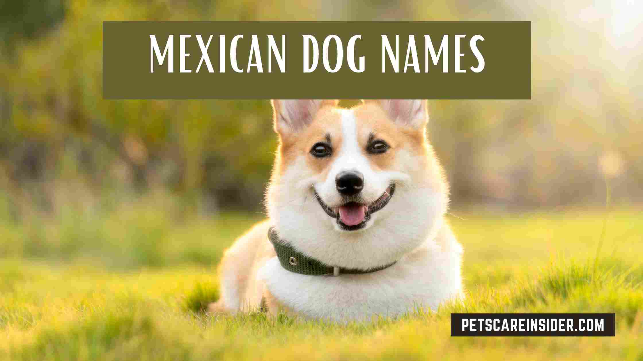 Mexican Dog Names