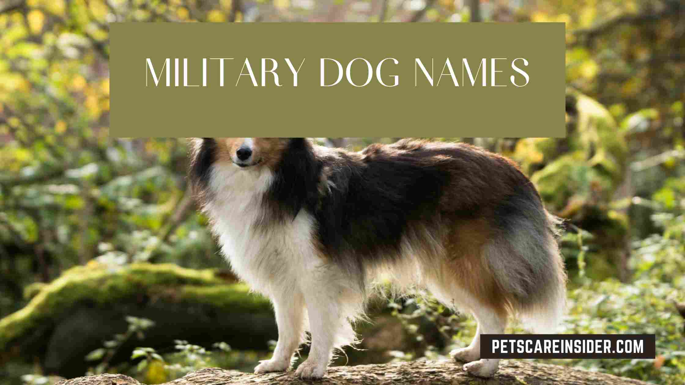 Military Dog Names