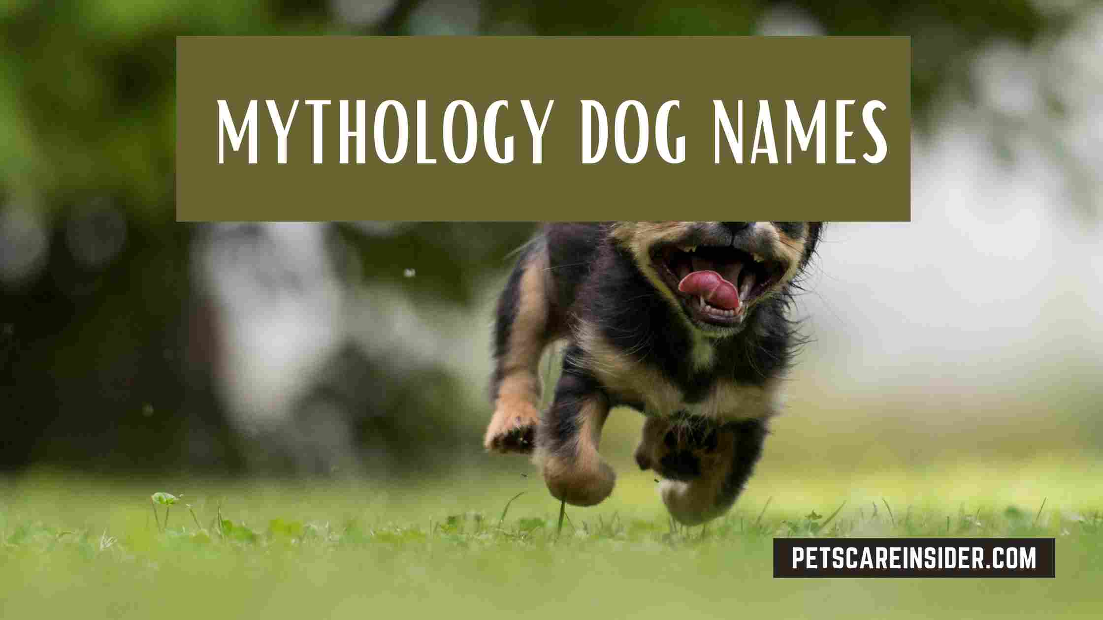 Mythology Dog Names