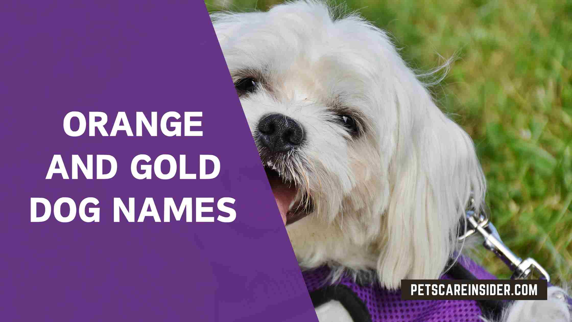 Orange And Gold Dog Names