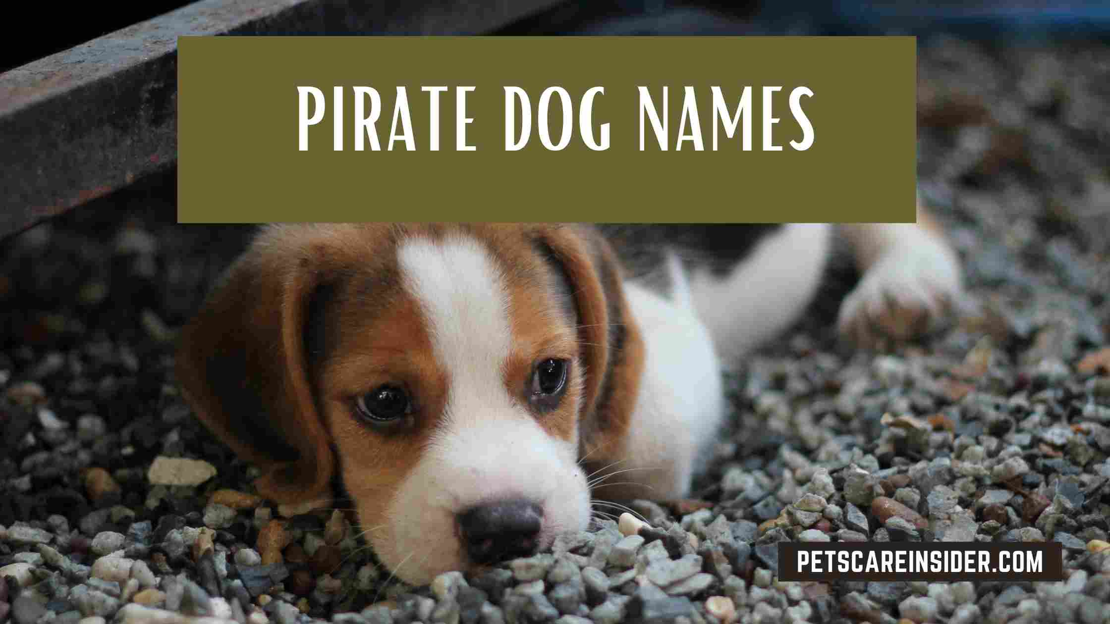 Pirate Dog Names