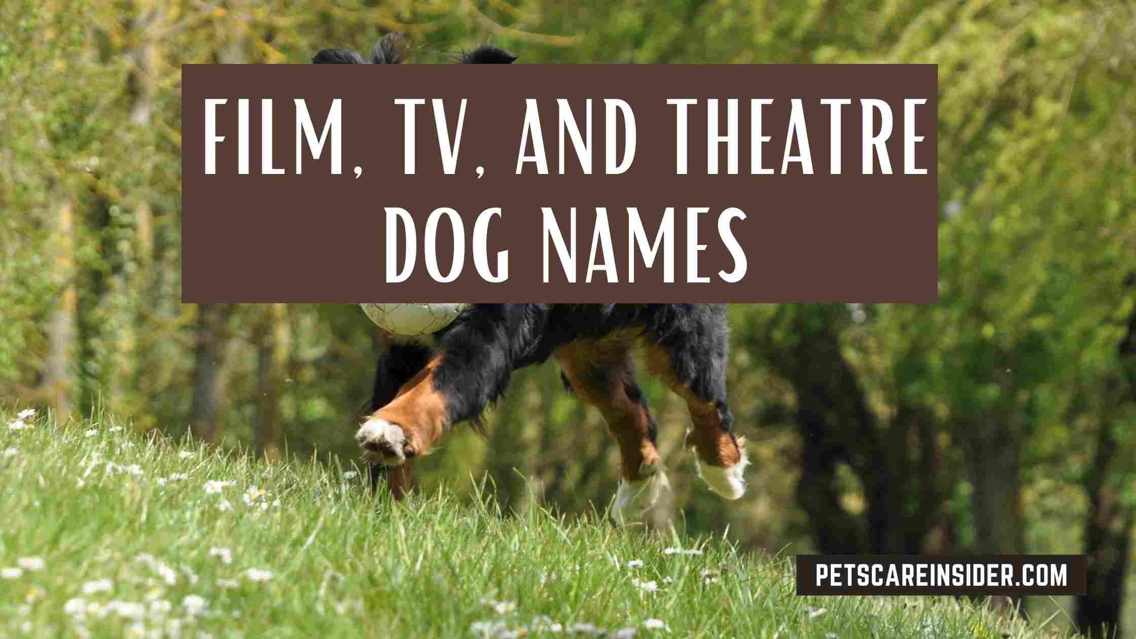 Reading And Writing Dog Names