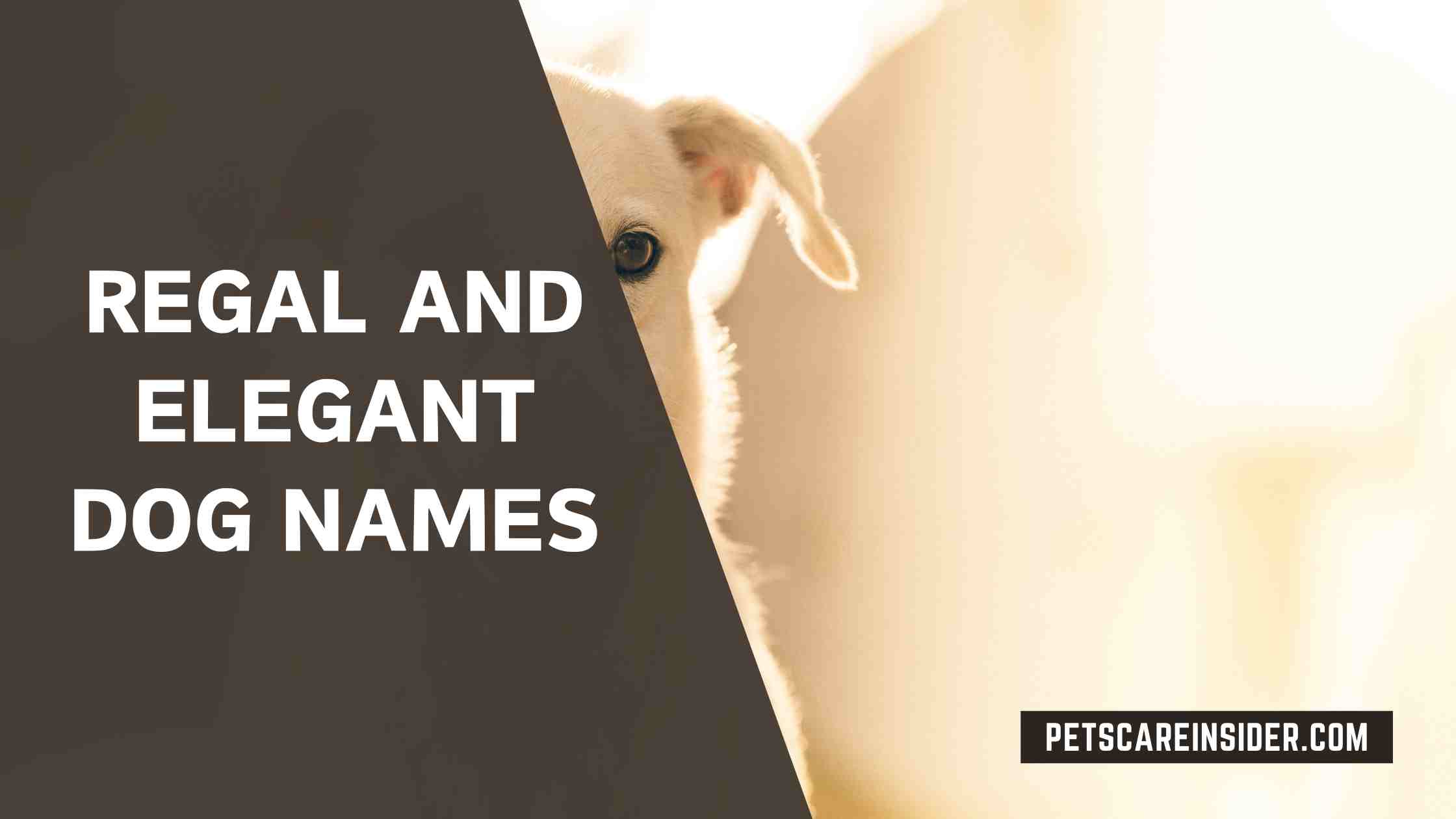 Regal And Elegant Dog Names