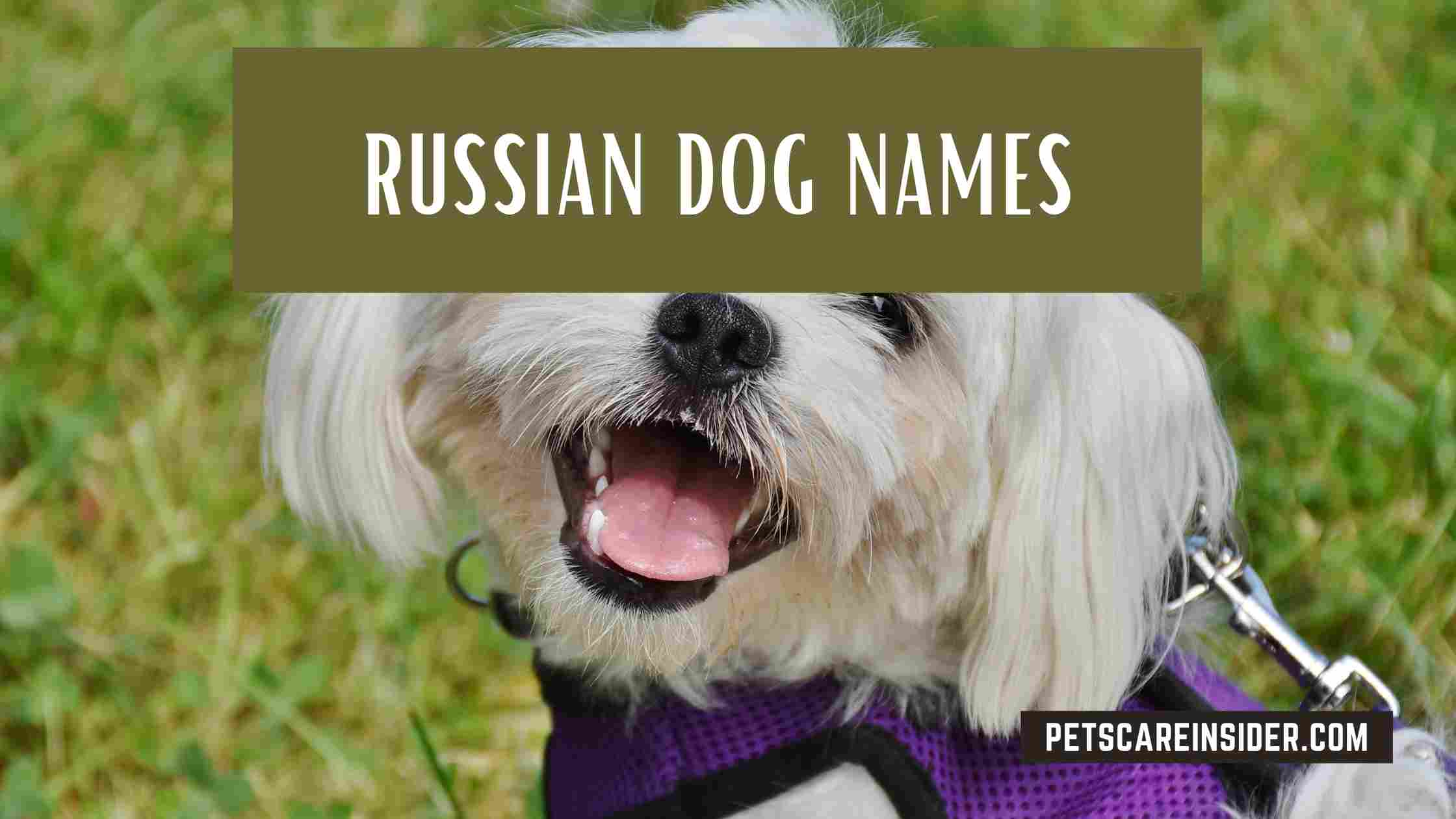 Russian Dog Names