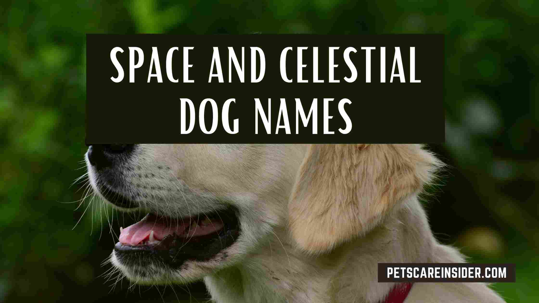 Science And Technology Dog Names