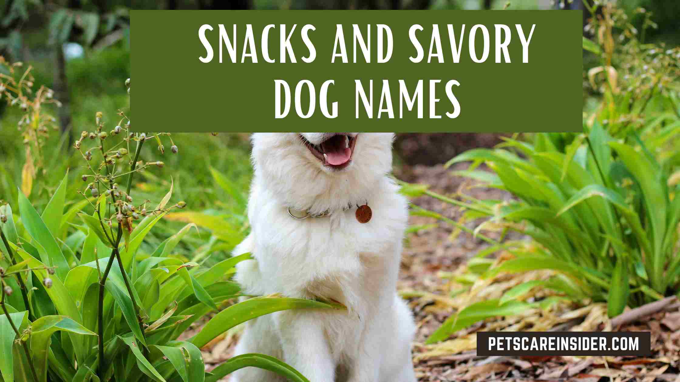 Snacks And Savory Dog Names