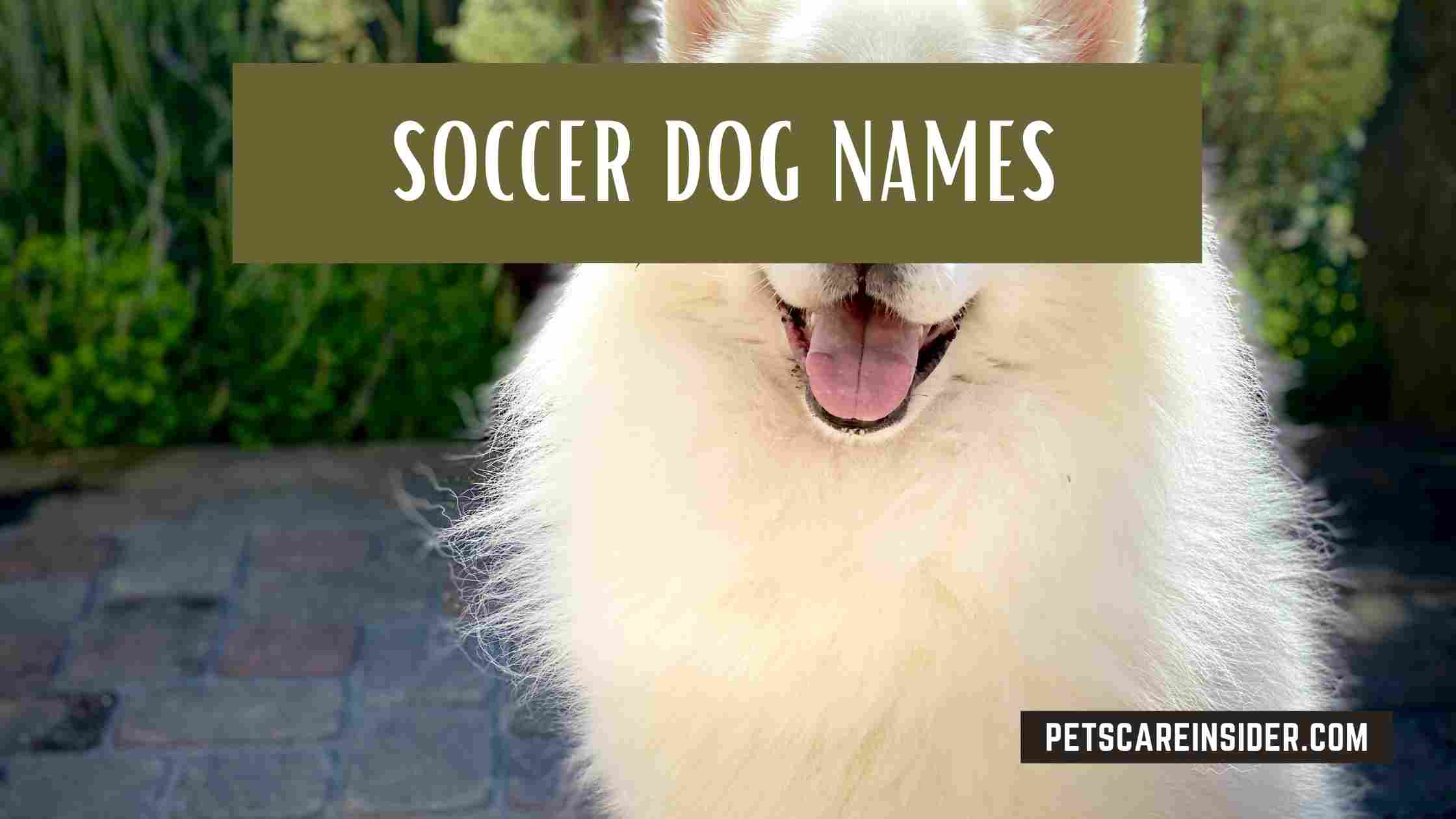 Soccer Dog Names