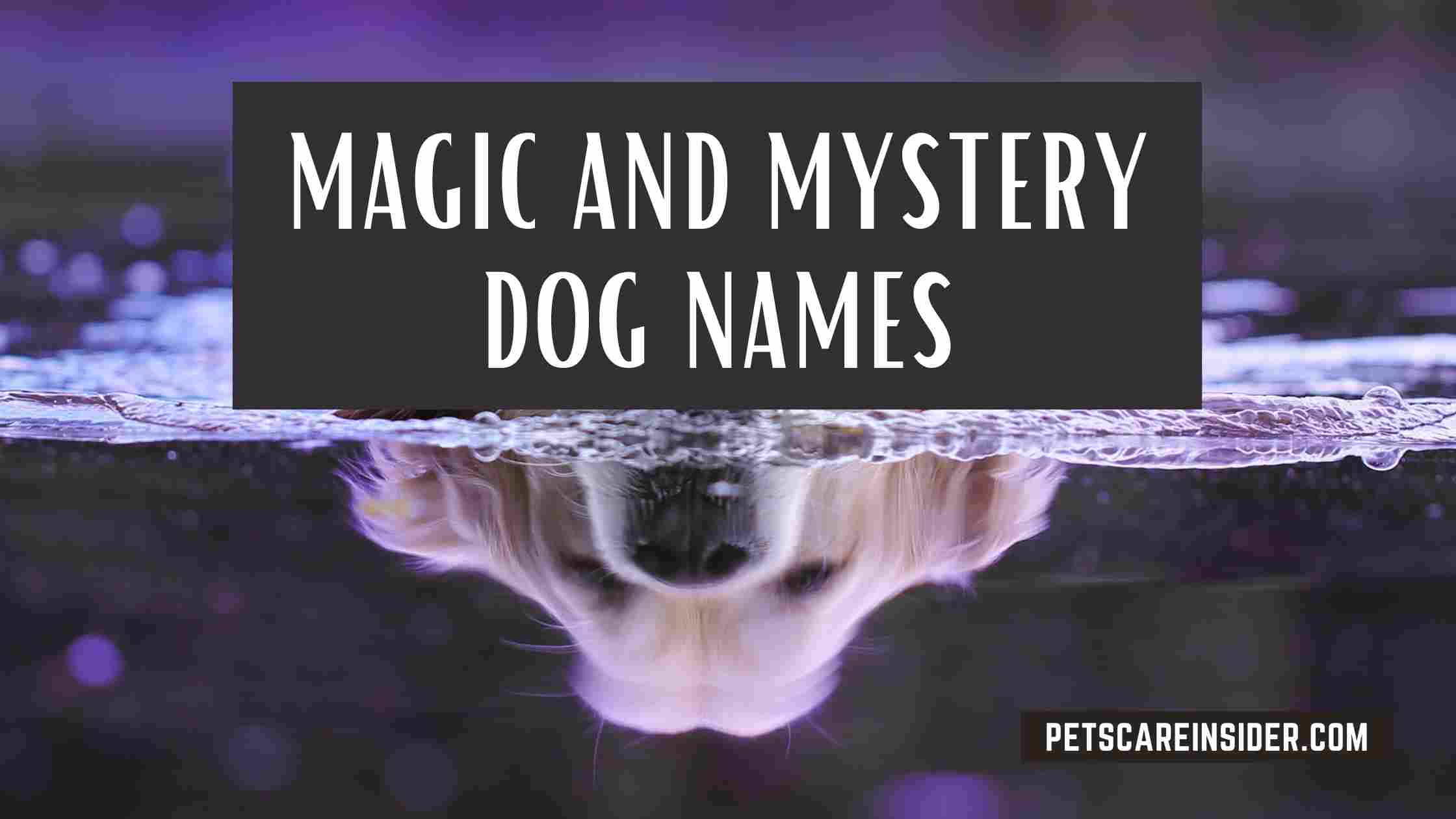 Space And Celestial Dog Names