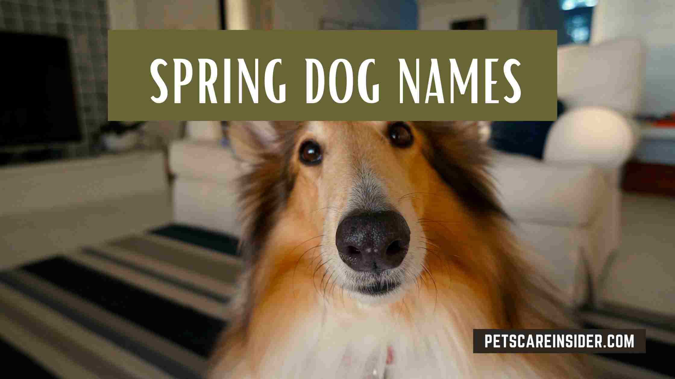 Spring Dog Names