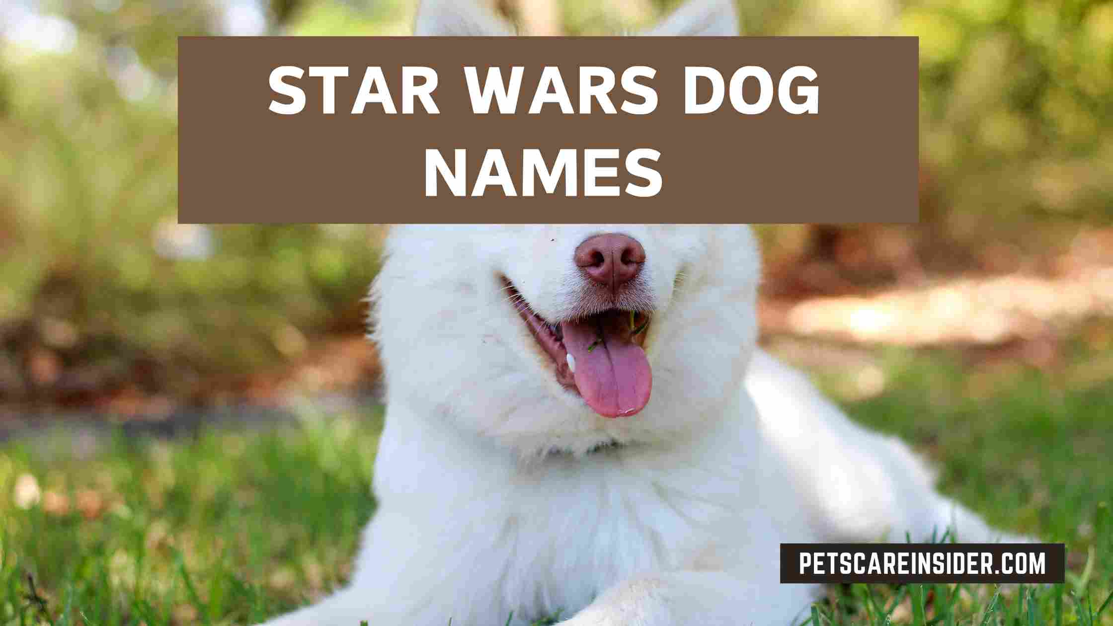 Star Wars Dog Names