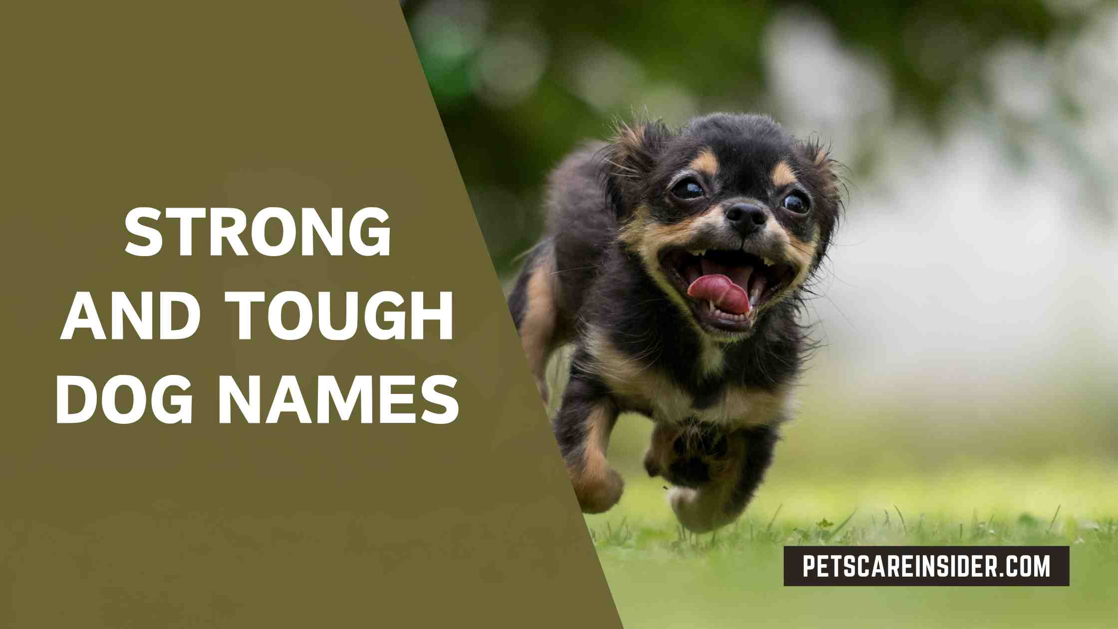 Strong And Tough Dog Names